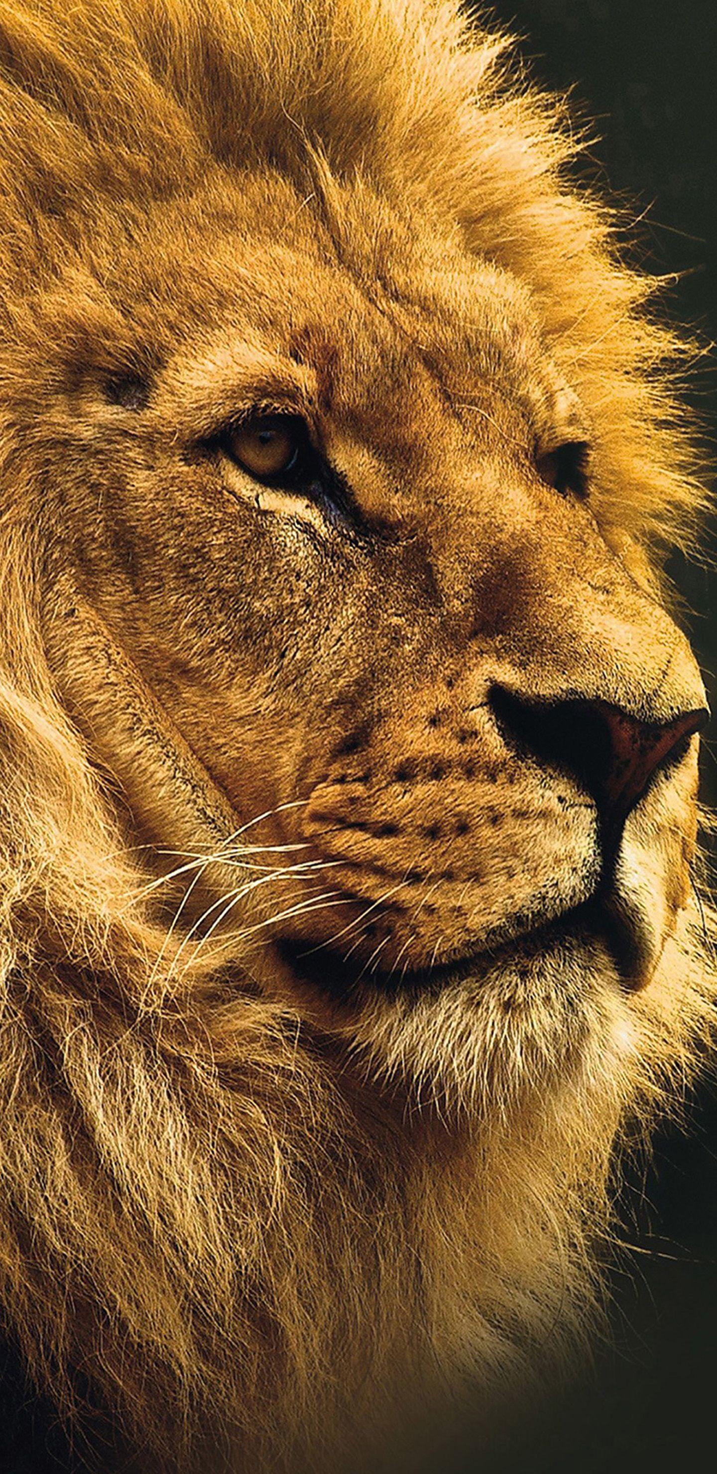 1440x2960 Google Pixel 3 Xl Wallpaper For Golden Lion Animals Xs Max Wallpaper Animal, Download Wallpaper