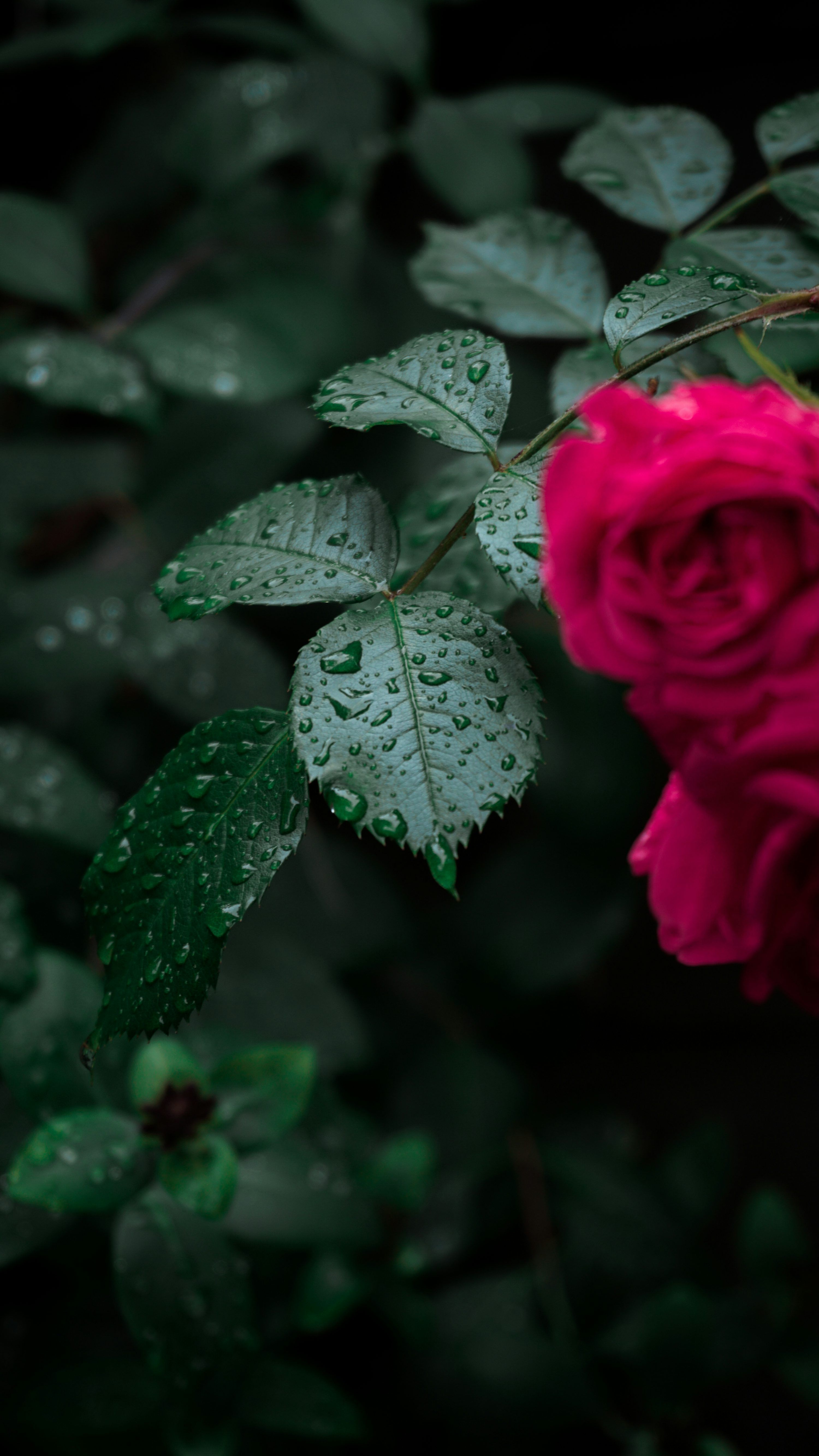 3000x5332 Flower Rain Picture. Download Free Image