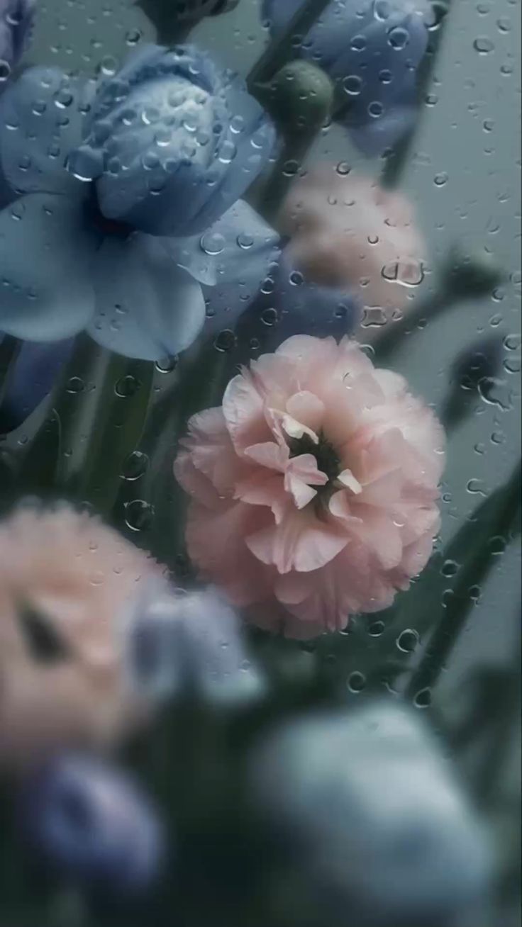 736x1308 Wallpaper