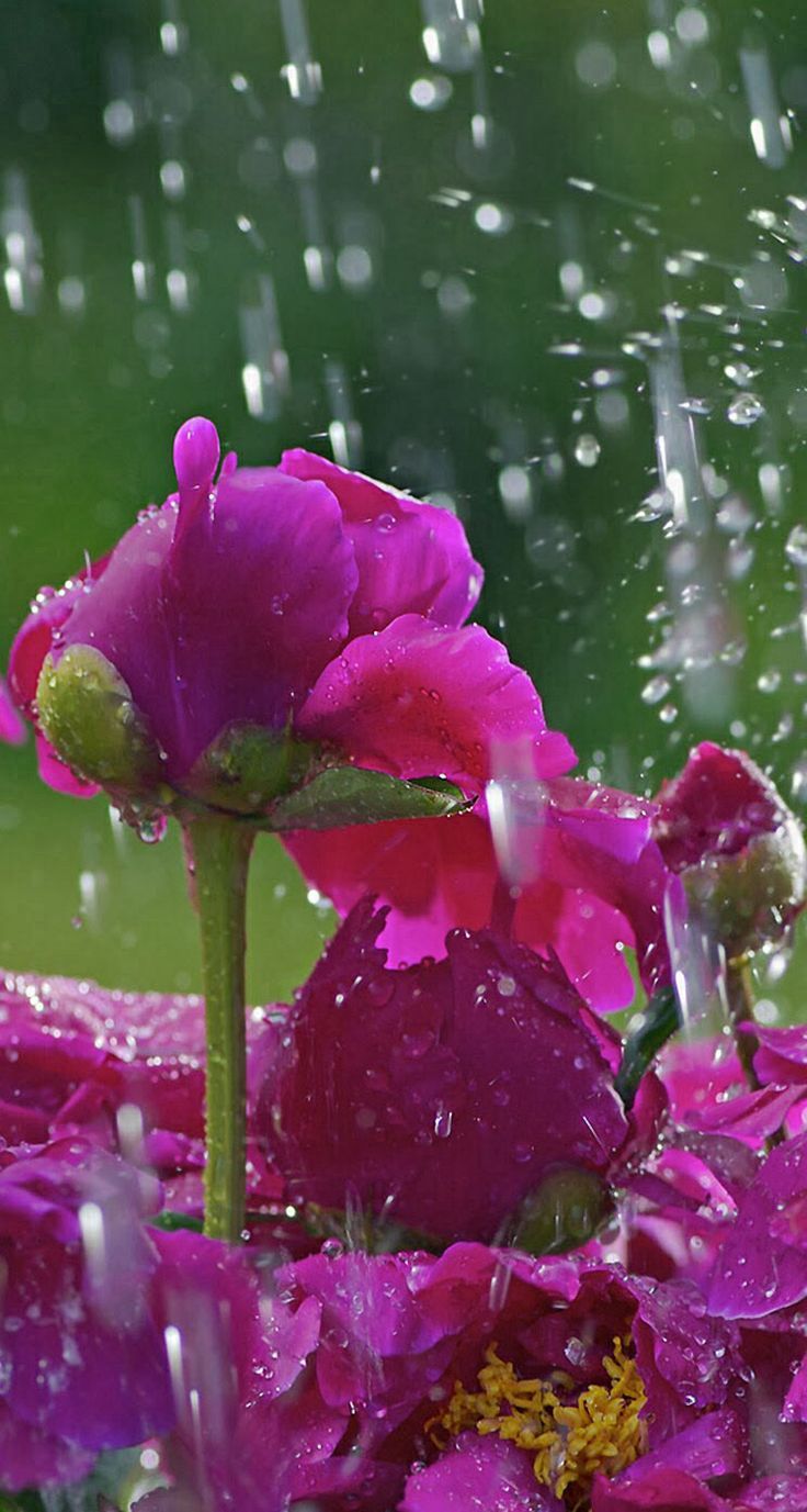 736x1377 Purple Flowers in the Rain with Water Droplets. Rain on flowers, Flowers with rain, Wet