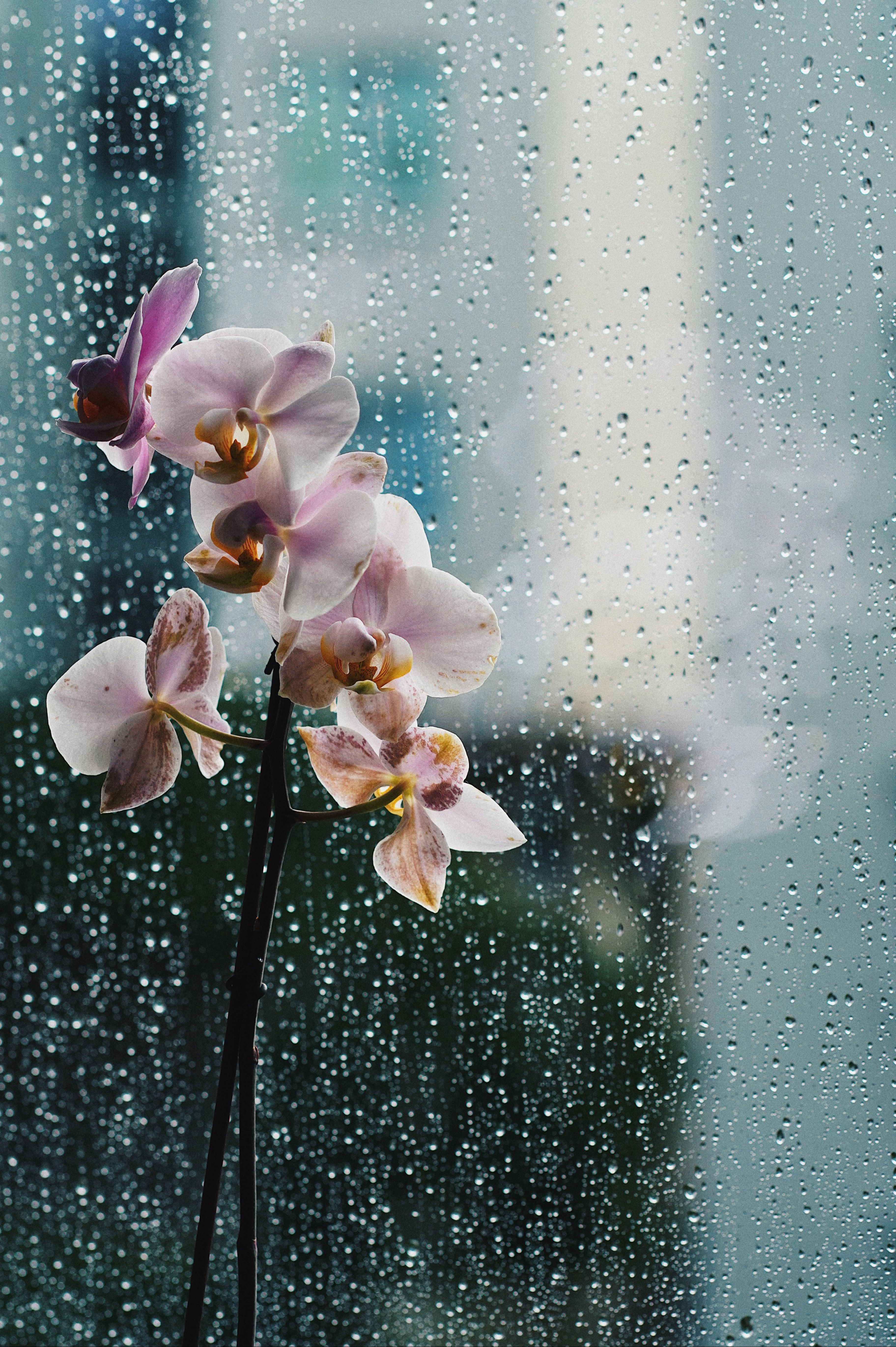 3647x5483 Flowers near Window in Rain · Free