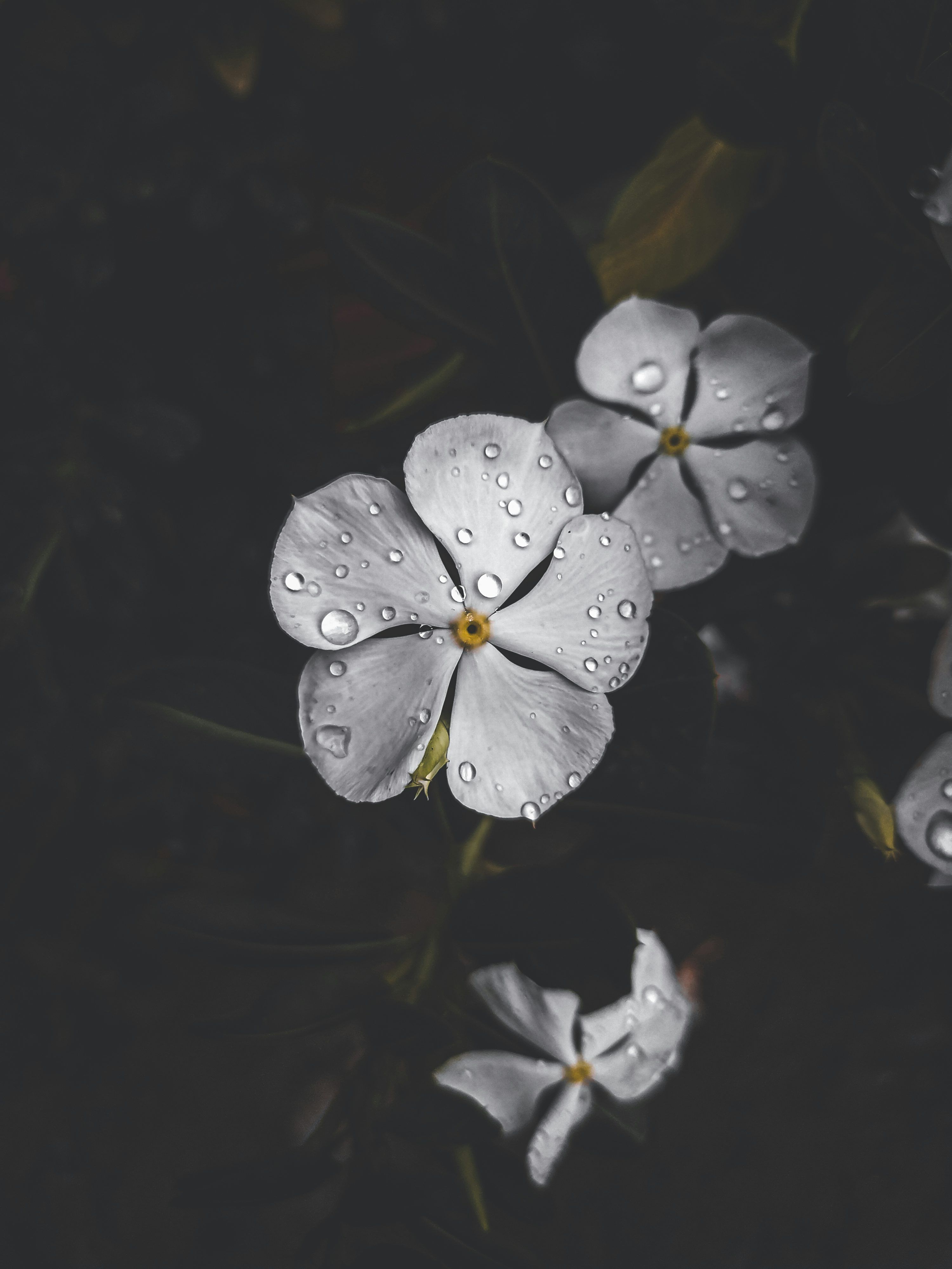 3000x4000 Rain Flowers Picture. Download Free Image