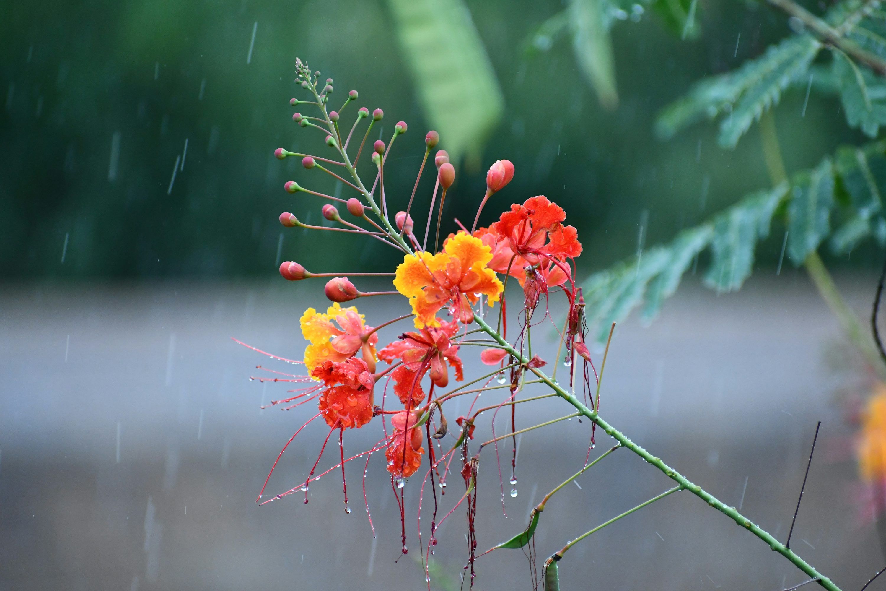 3000x2000 Rain Flowers Picture. Download Free Image