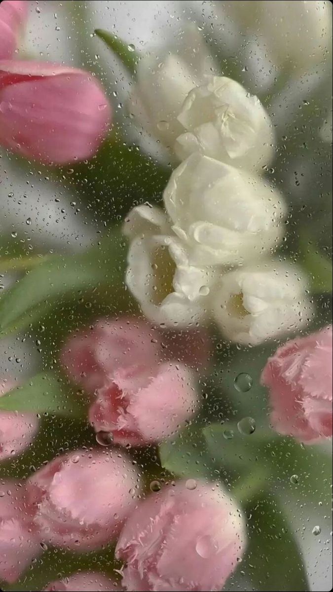 675x1200 pink