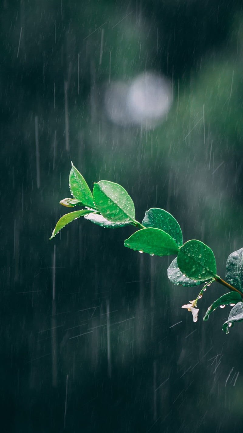 800x1423 Rain, flower, flowers, leaves, premium, rose, HD phone wallpaper