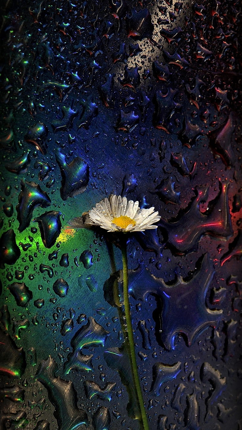 800x1422 Flower in the Rain, flowers, drops, windows, daisy, HD phone wallpaper