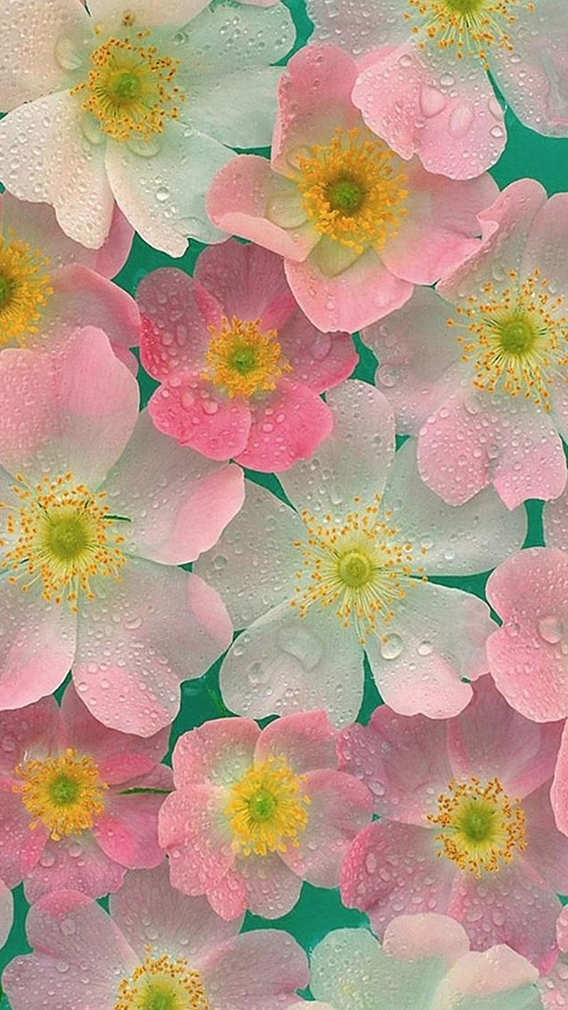 800x1422 HD pink flower rain wallpaper