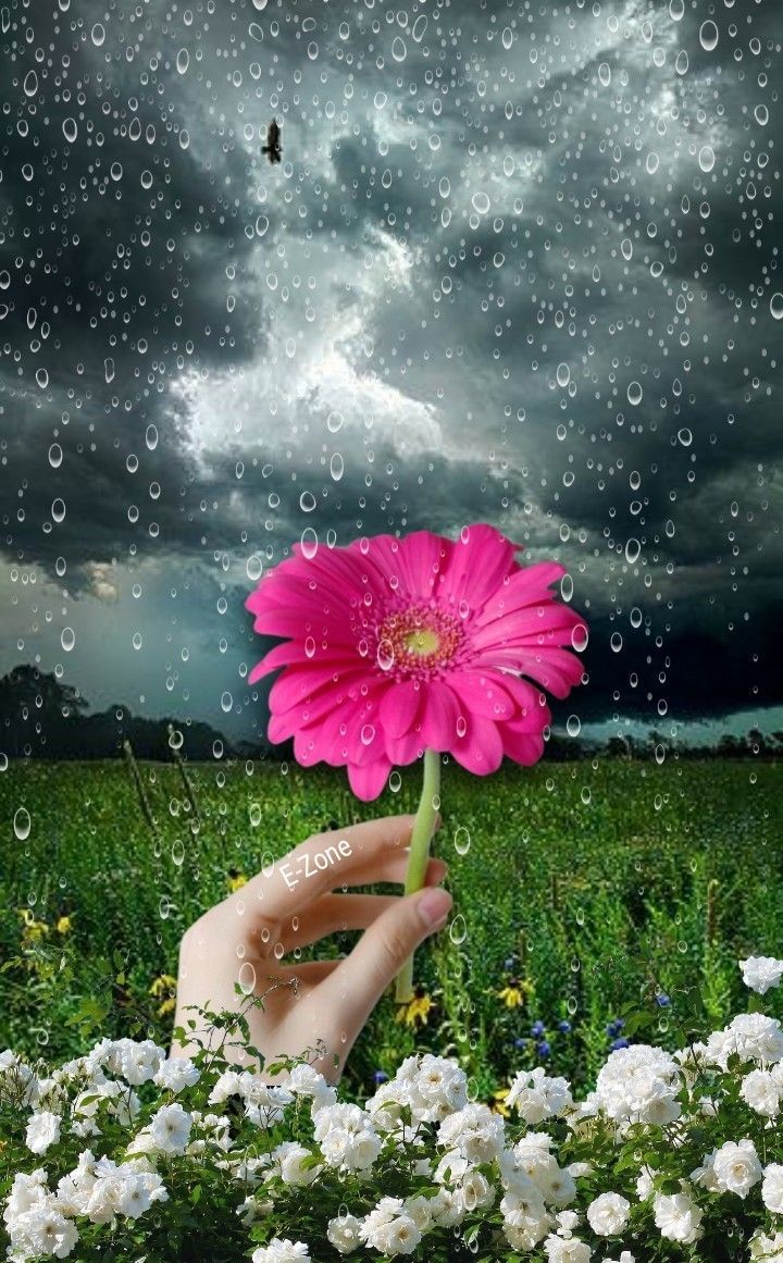720x1161 Pink Flower in Rain. Rainy day flower picture, Raindrops on water with flowers, Rain flower image