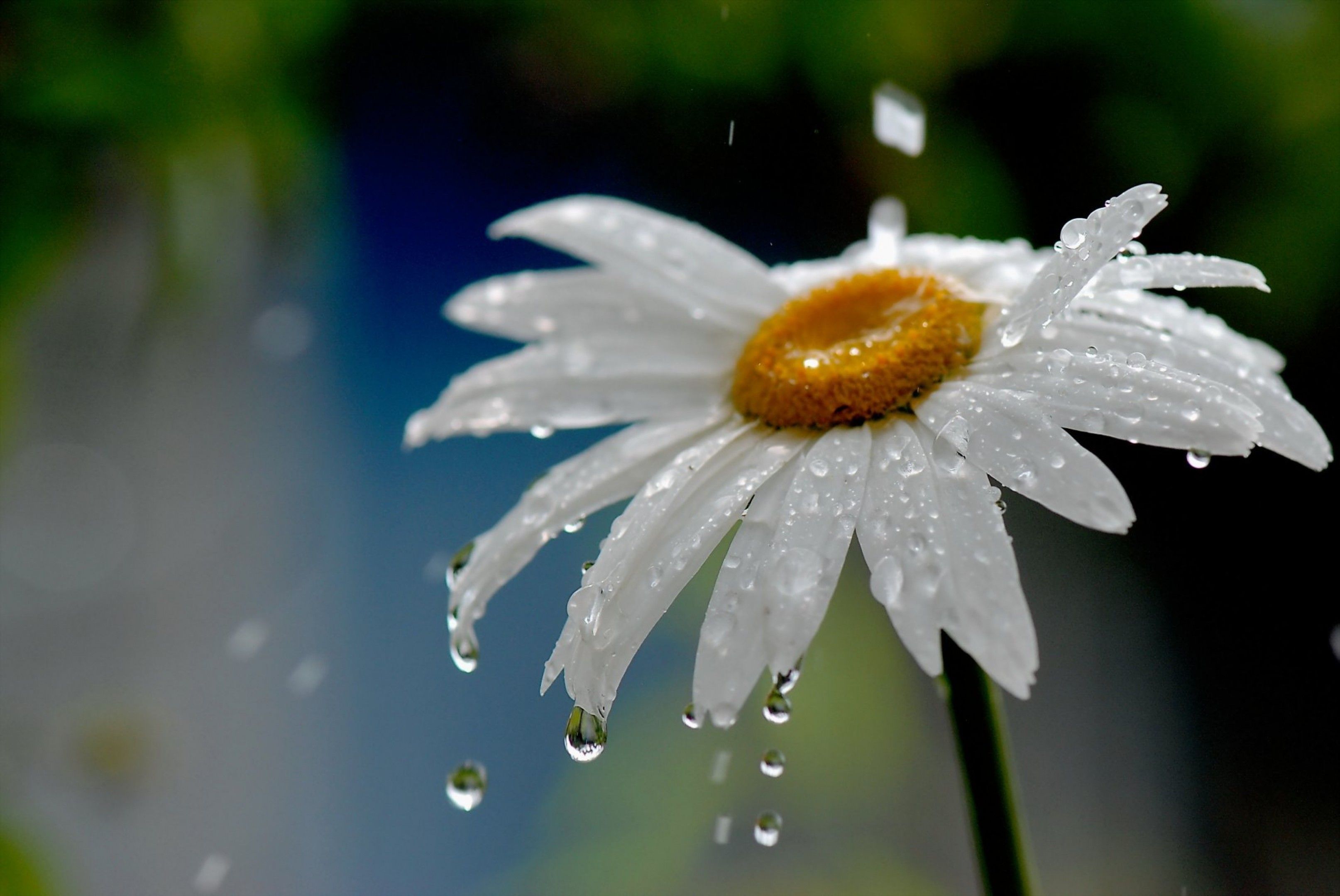 3228x2160 Flower And Rain 4k Wallpaper