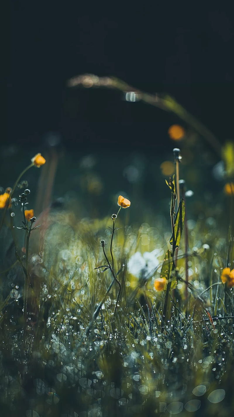 800x1422 Flowers, and some rain, bonito, nature, yellow, HD phone wallpaper