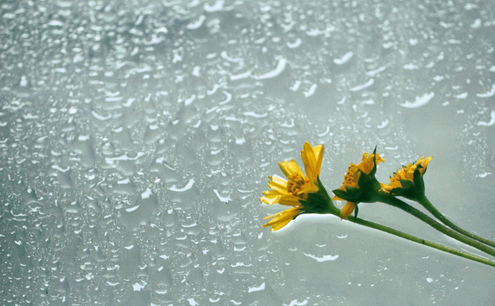 1920x1187 Flower rain macro