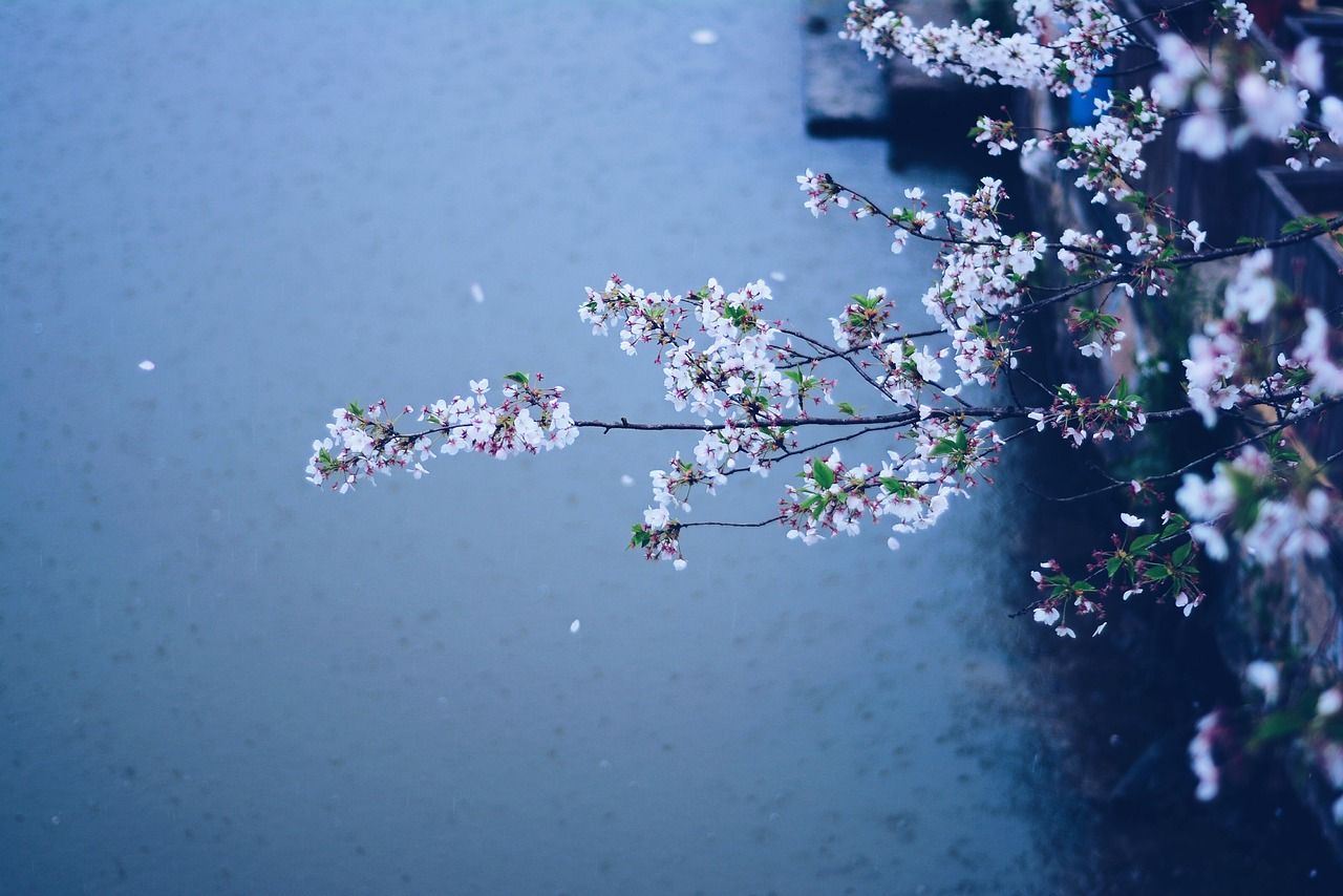 1280x854 Spring Rain Flowers Cherry