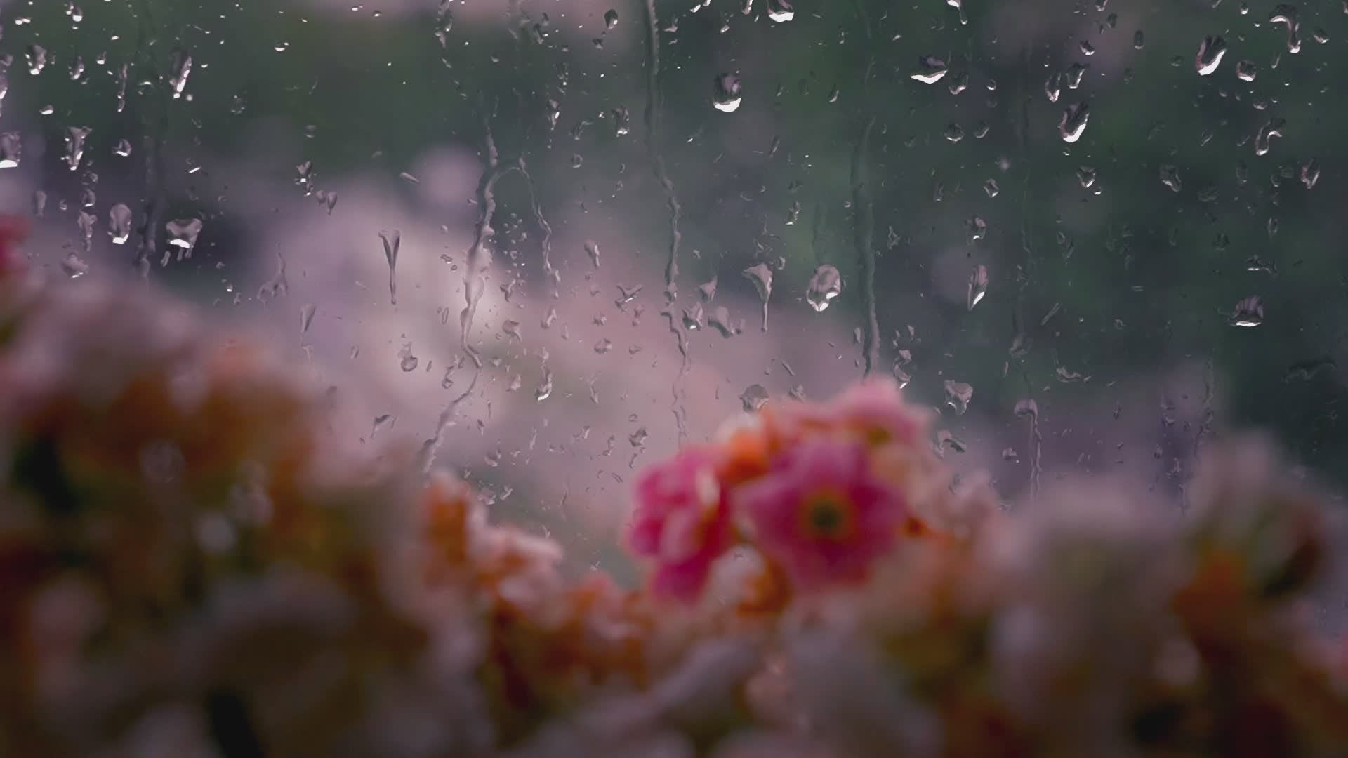 1920x1080 Serene Rainy Day With Flowers Behind Glass Free Stock Video Footage, Royalty Free 4K & HD Video Clip