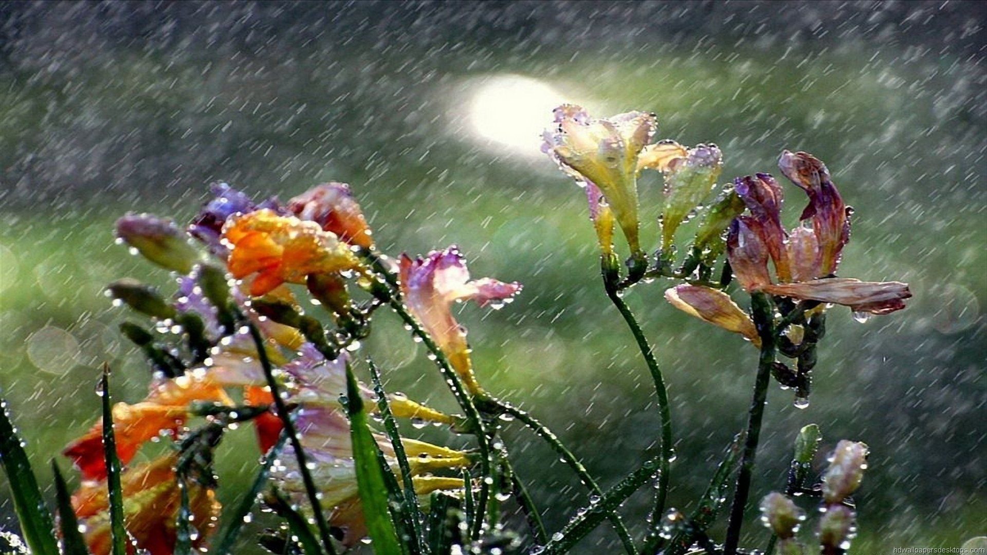 1920x1080 flowers, In, The, Rain Wallpaper HD / Desktop and Mobile Background