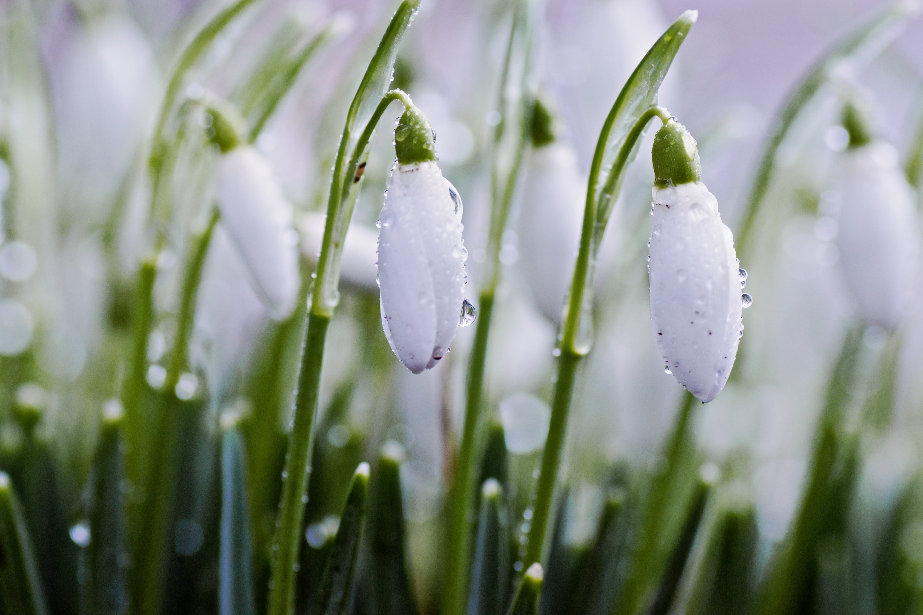 3000x2000 White petaled flower covered with rain drops HD wallpaper