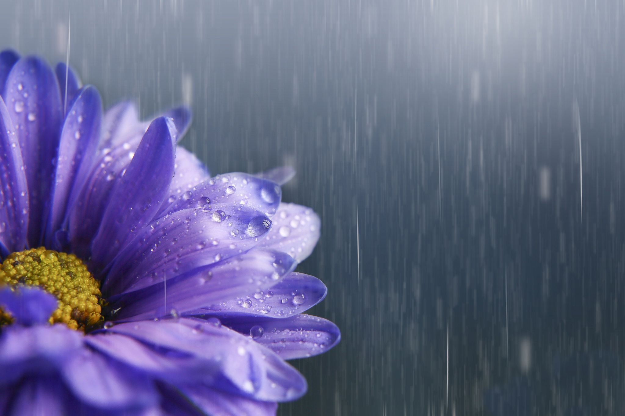 2048x1365 Rain Kissed Purple Bloom