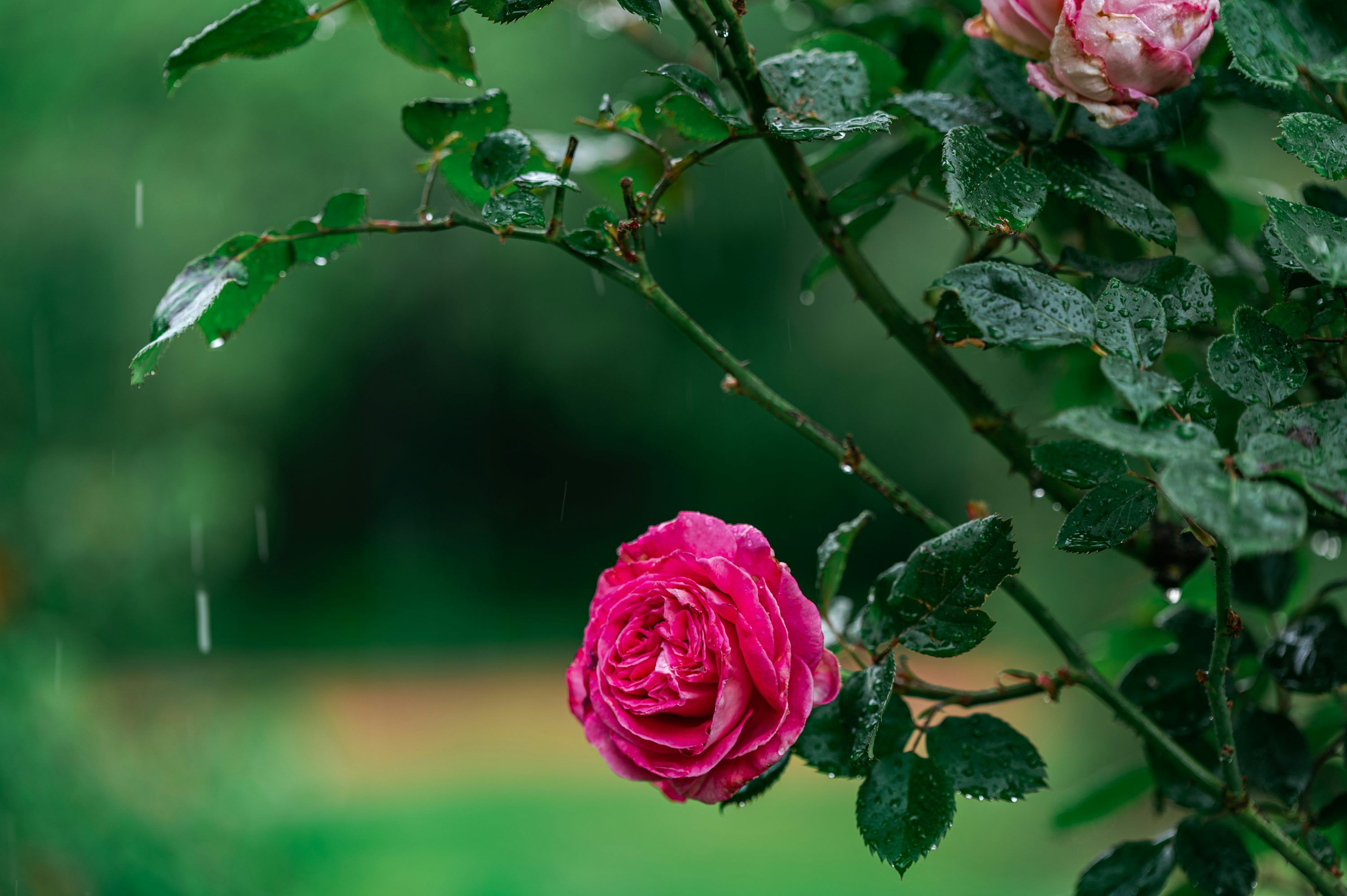 3000x1996 Rain Flowers Picture. Download Free Image