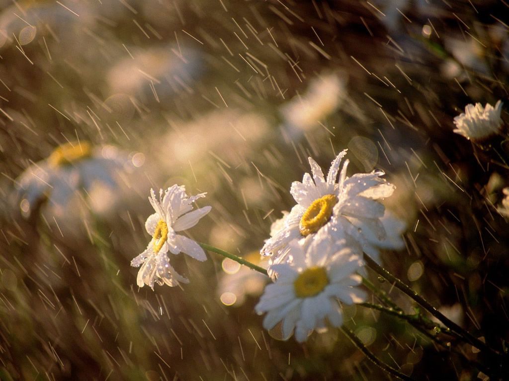 1024x768 Flowers in The Rain