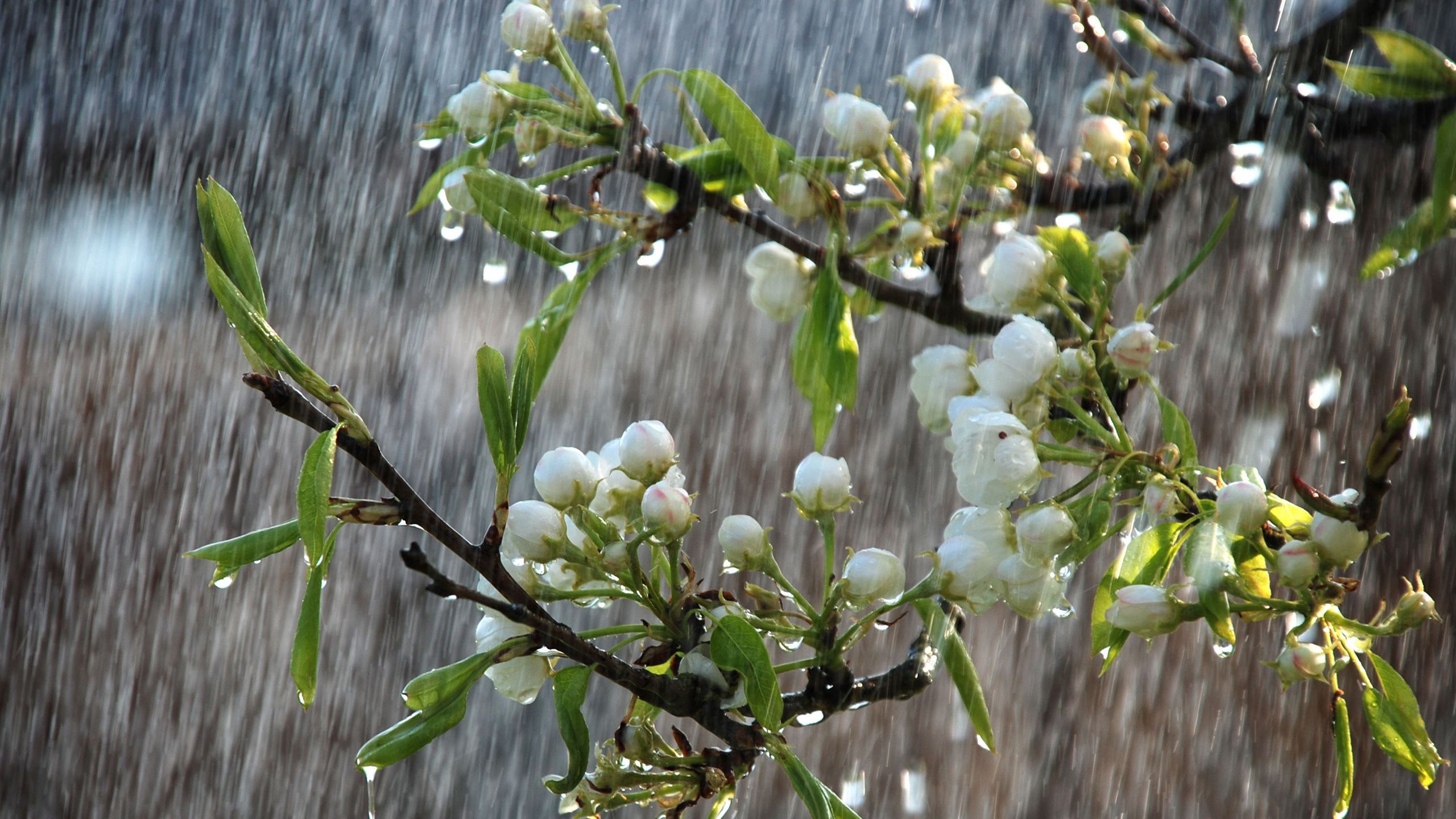 2560x1440 White Bud Flowers Green Leaves Tree Branches In Heavy Rainfall Background HD Rain Wallpaper