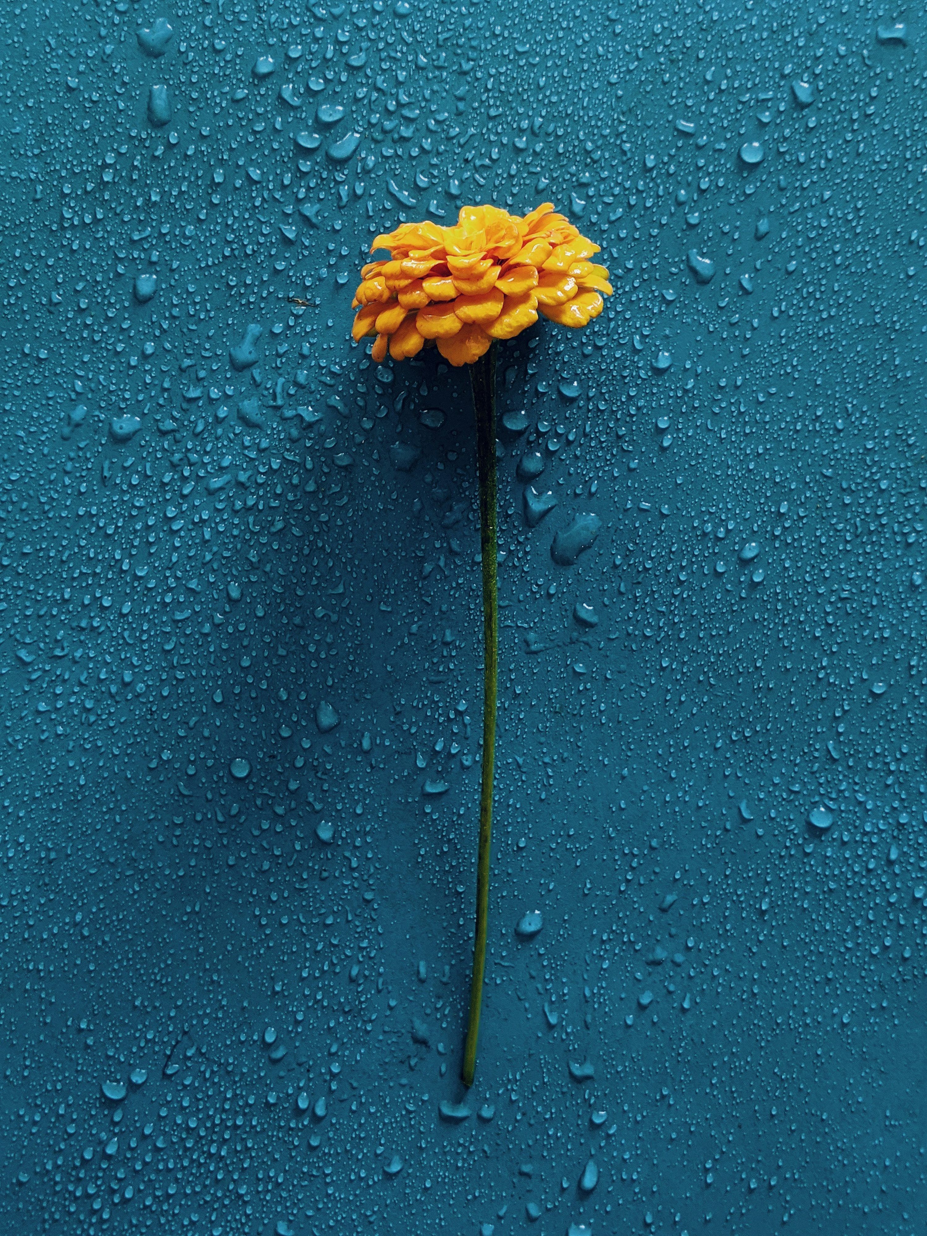 3000x4000 Rain Flower Picture. Download Free Image