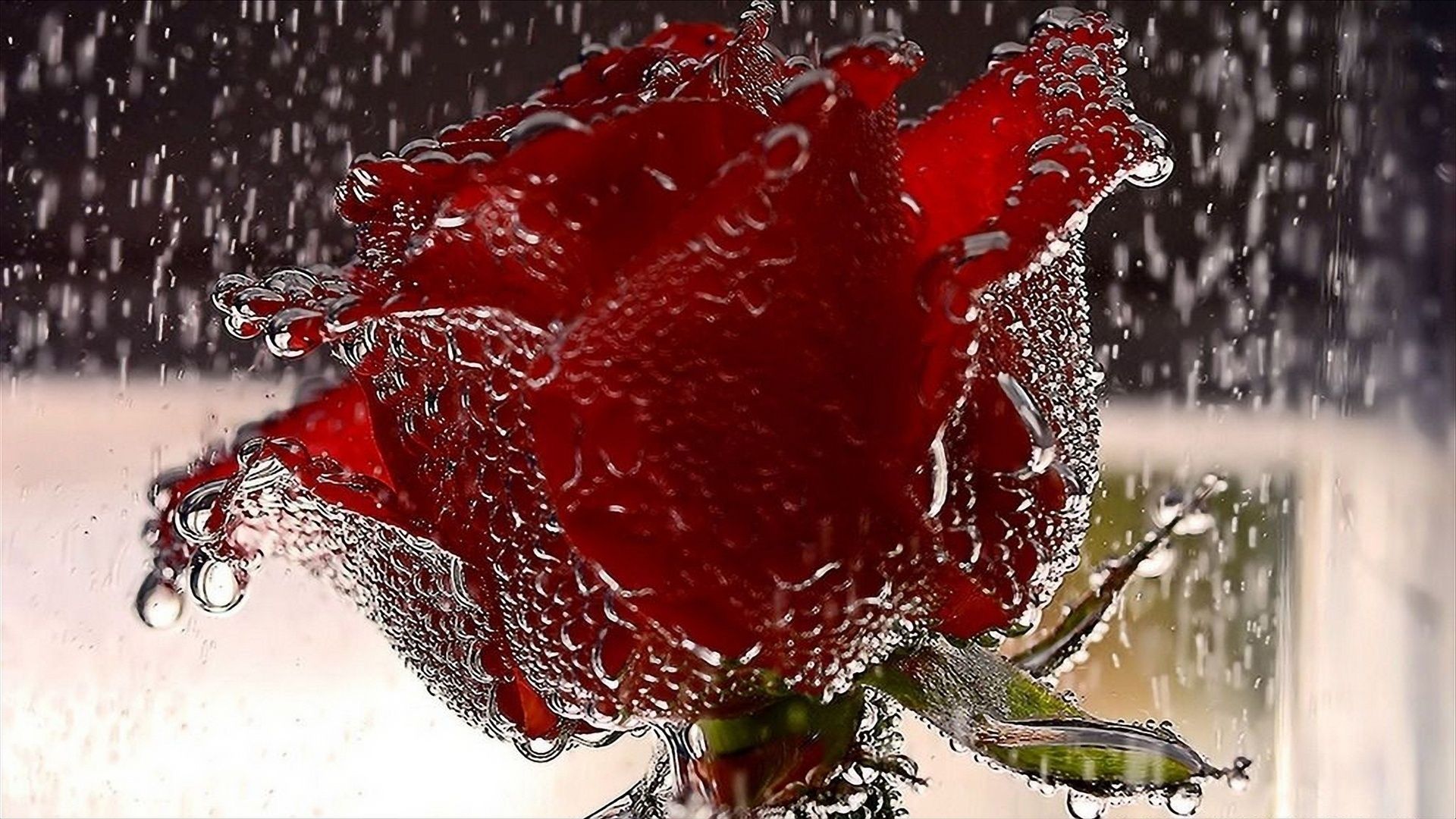 1920x1080 Desktop wallpaper: Rain, Earth, Rose, Flower, Flowers 4K free download for PC. 266080