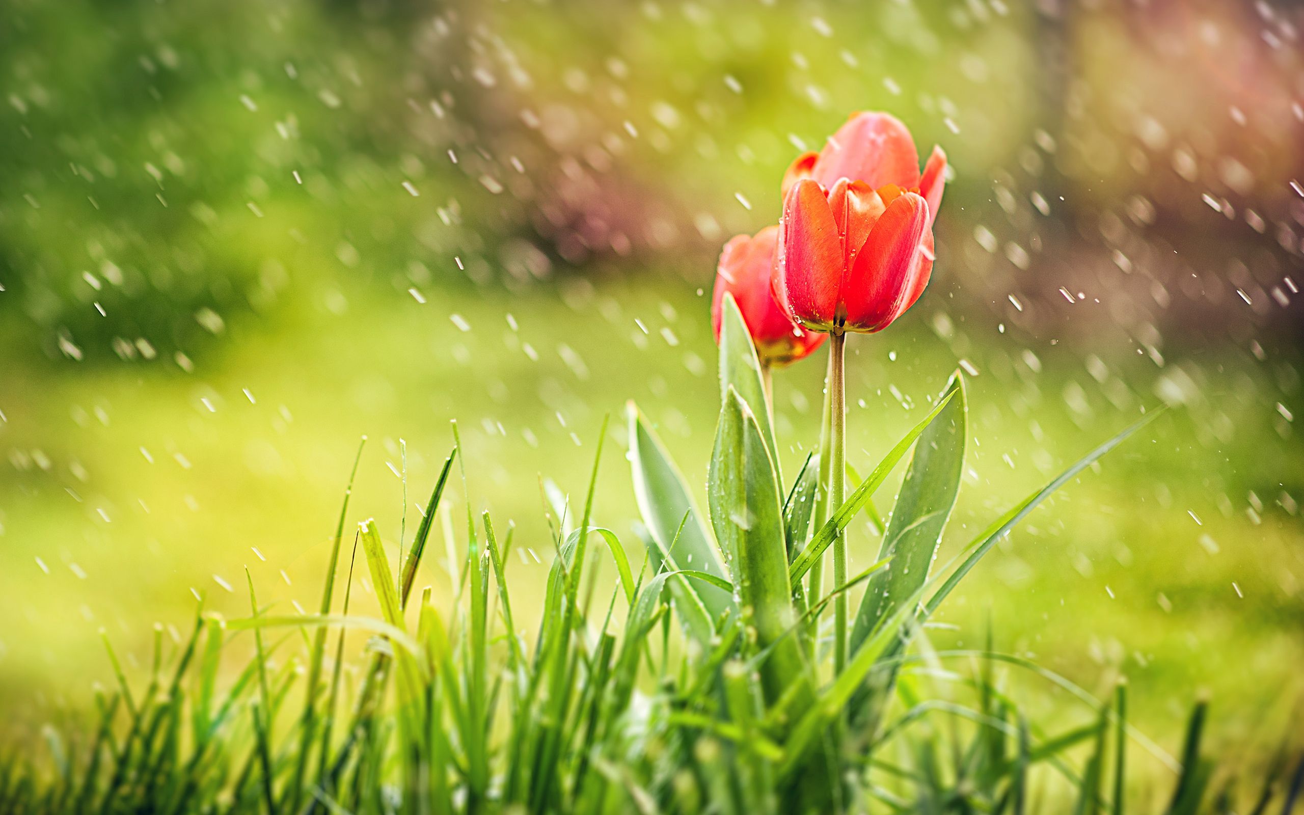 2560x1600 Flower And Rain 4k Wallpaper