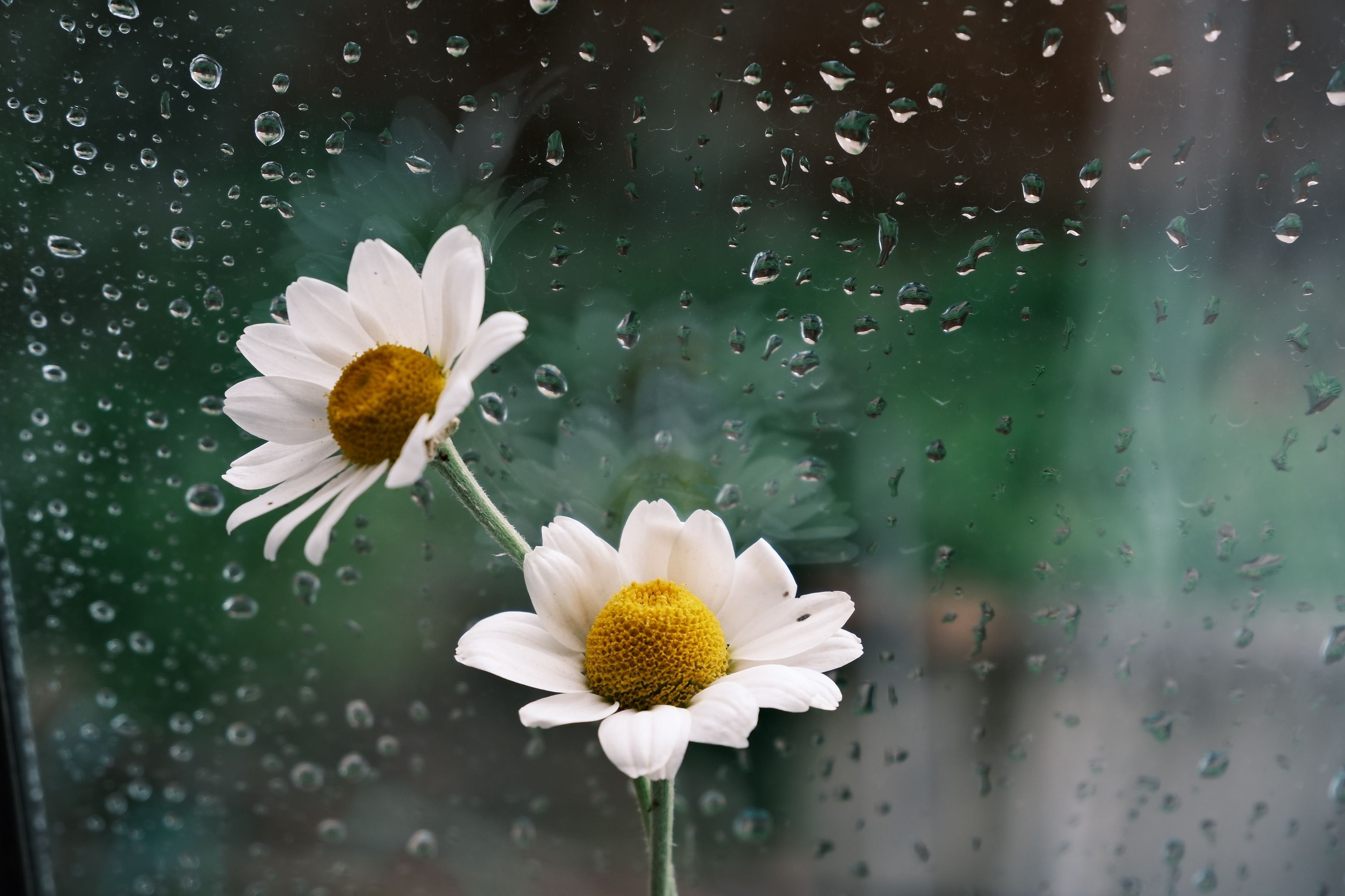 3120x2080 Raindrops On Flower Photo, Download The BEST Free Raindrops On Flower & HD Image