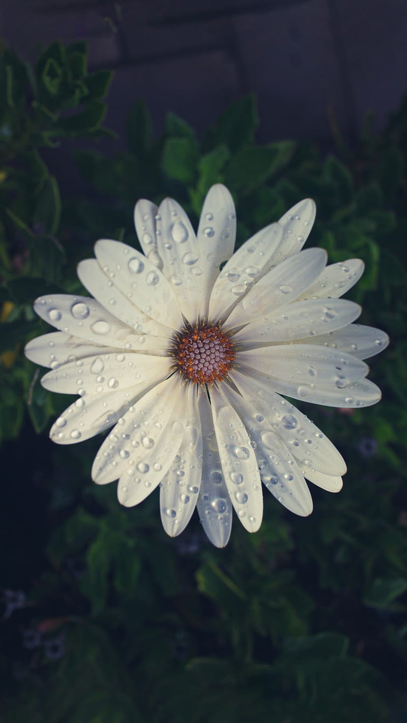 800x1422 White flower in a dark, Lui, after rain, black, blooming, blossom, drop of water, HD phone wallpaper