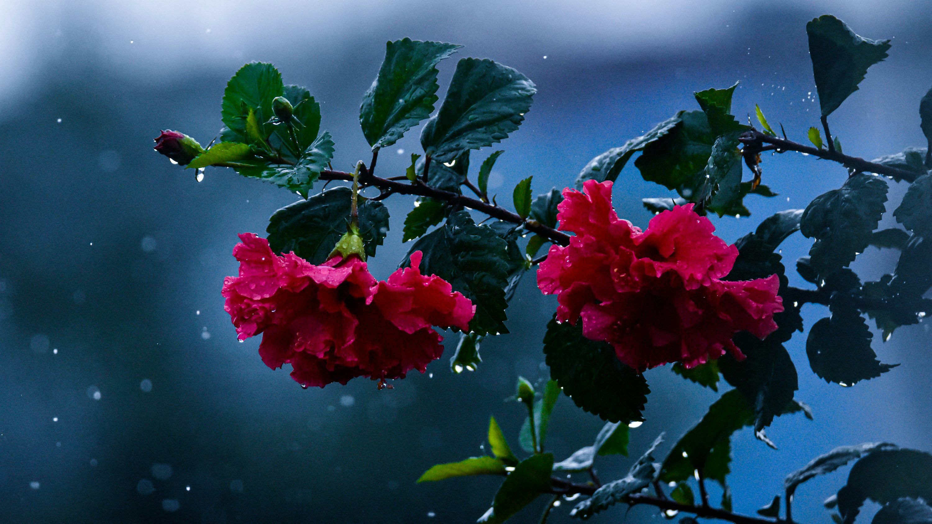 3000x1688 A branch of a tree with red flowers in the rain photo