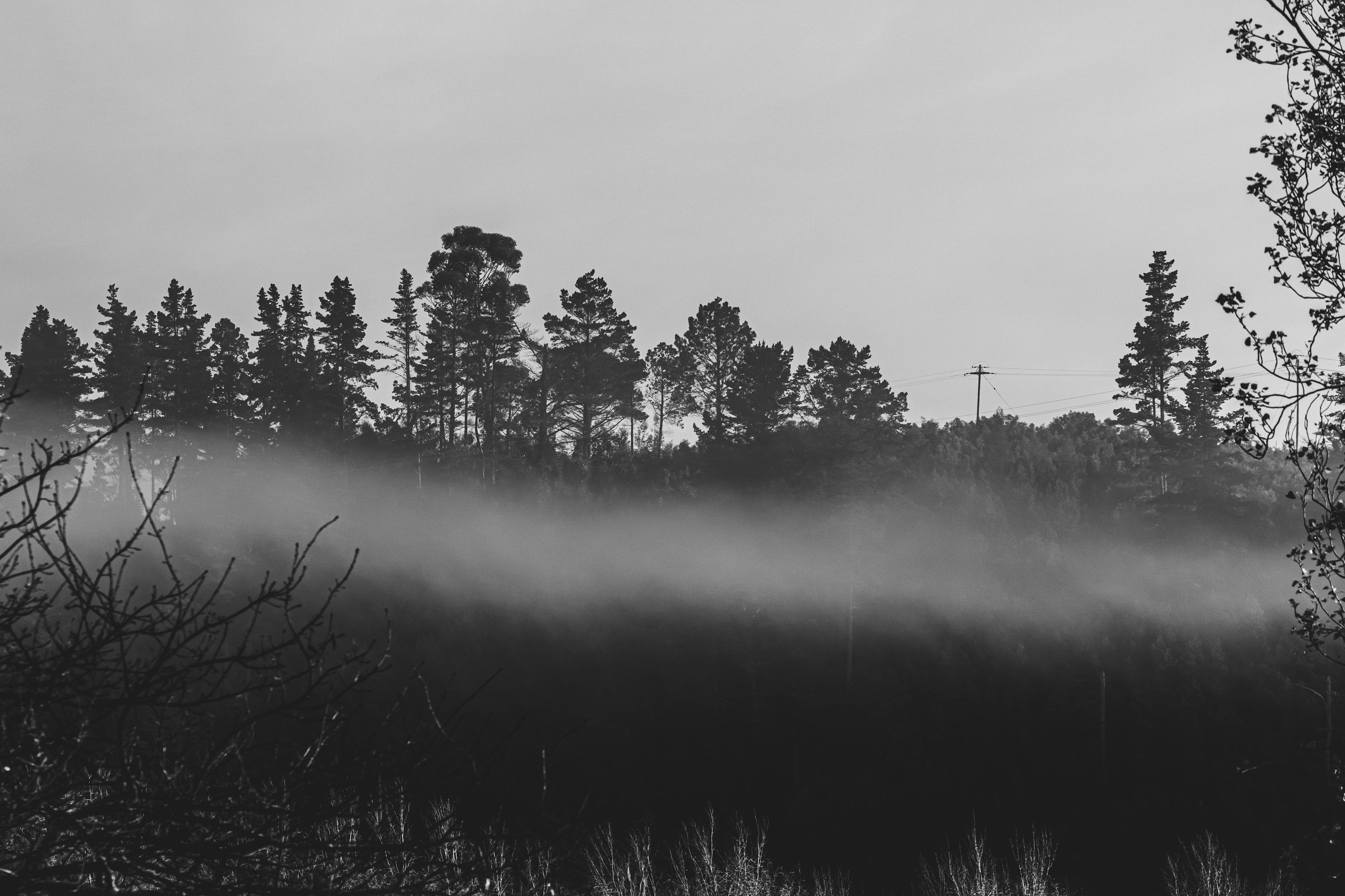 3000x2000 A black and white photo of a foggy forest photo