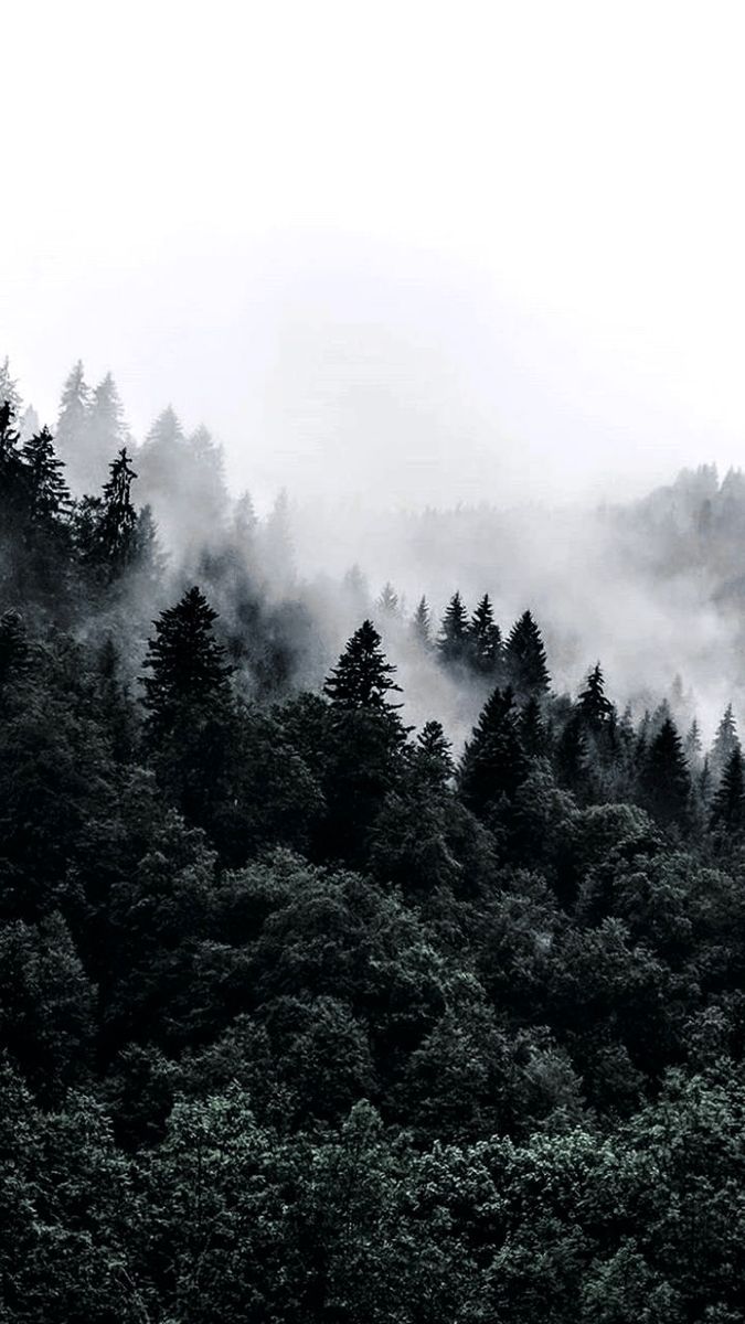 675x1200 Mysterious Black and White Forest. Black and white forest landscape, Foggy forest scenery, Monochrome nature photography