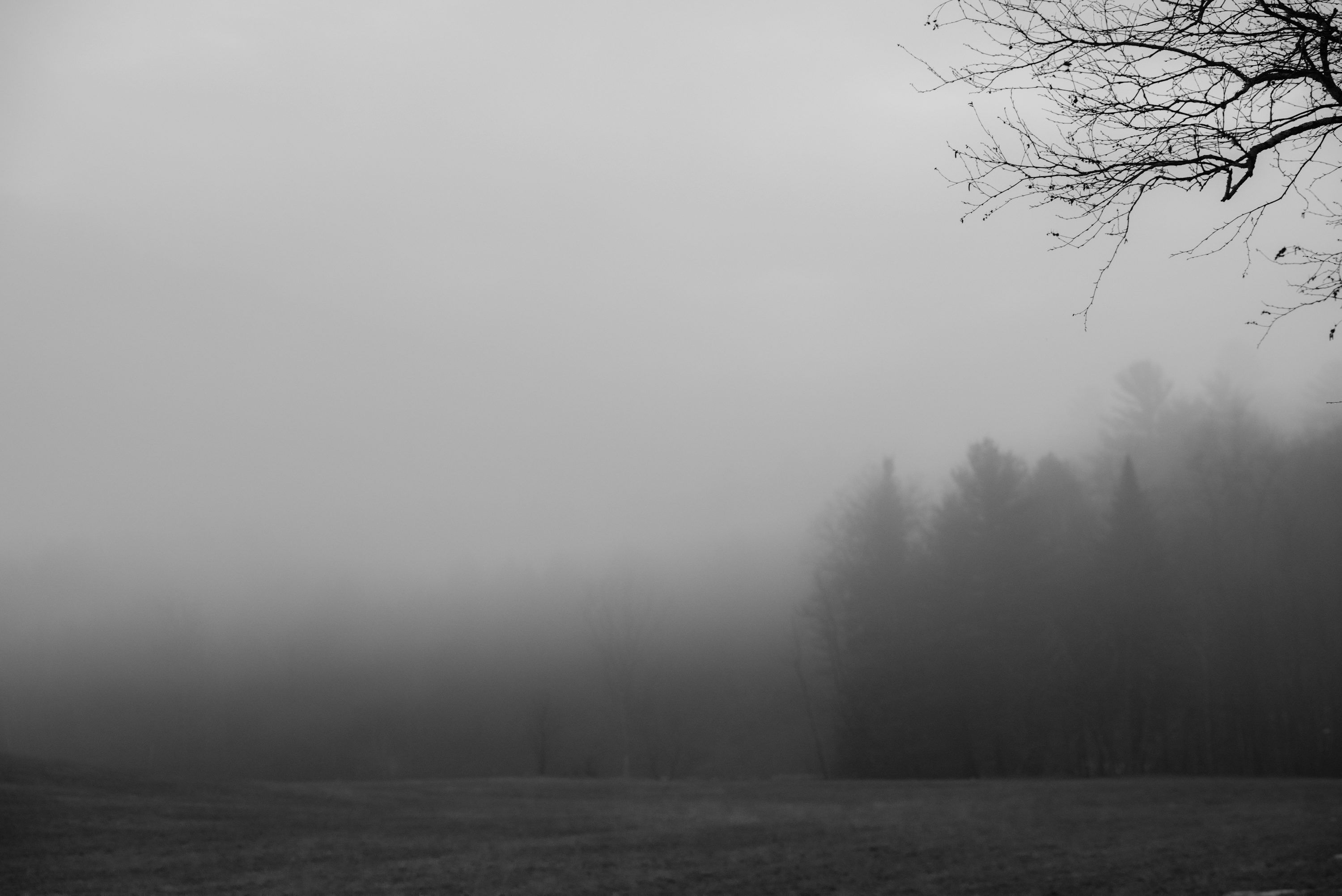 3000x2002 A black and white photo of a foggy field photo