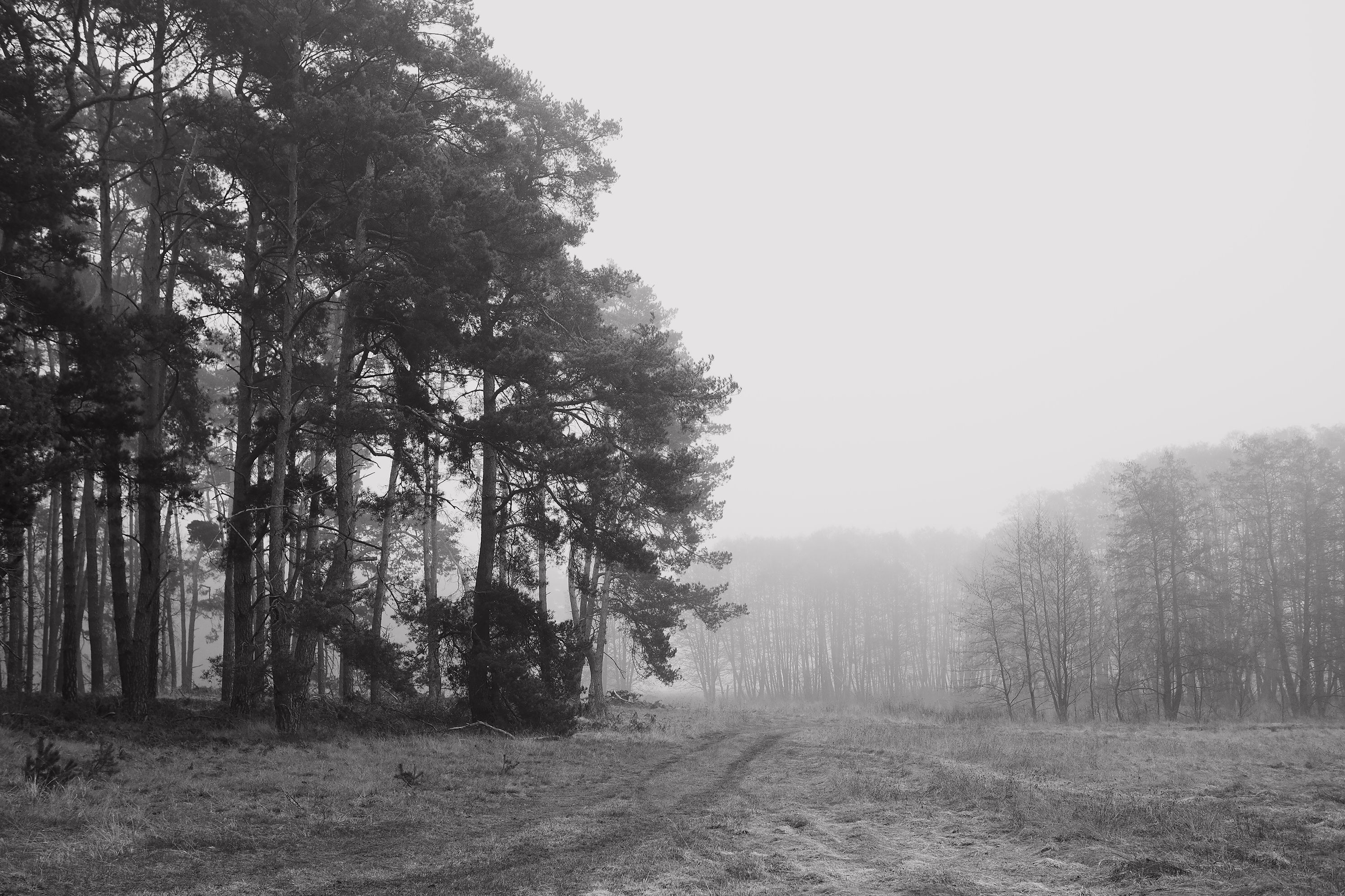2976x1984 Serene Foggy Forest Landscape in Black and White · Free