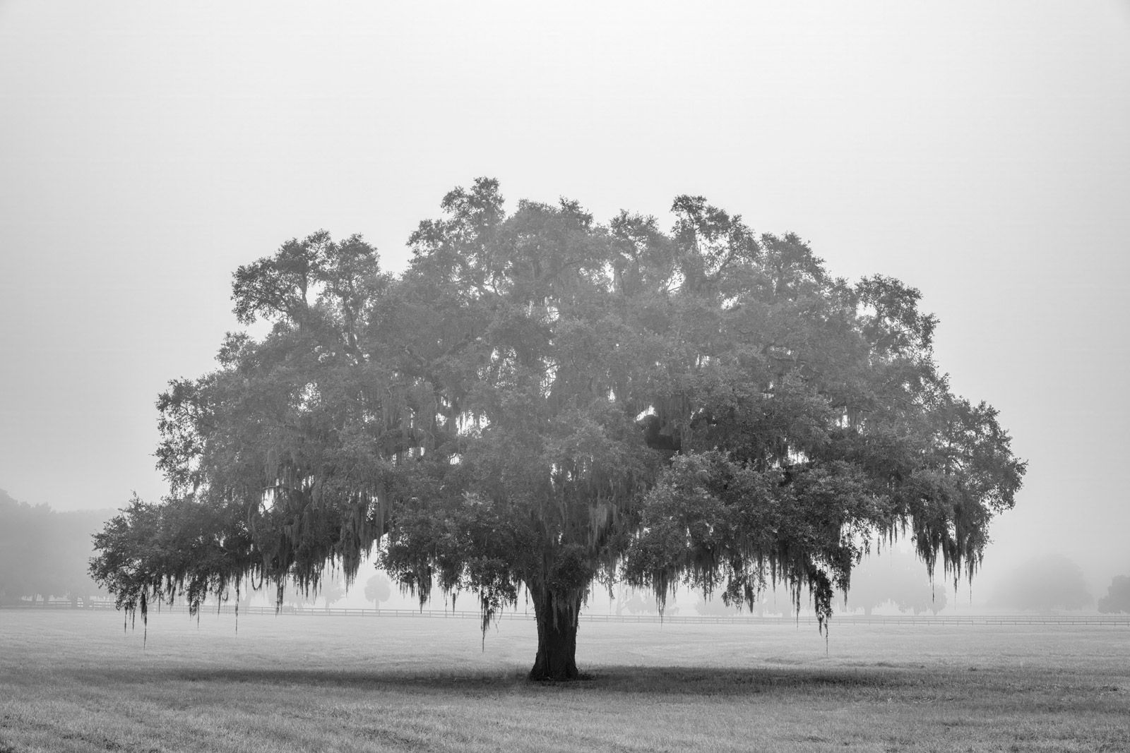 1600x1067 Lone Oak Tree In Fog Black and White Photo. Fine Art Prints By Joseph C. Filer