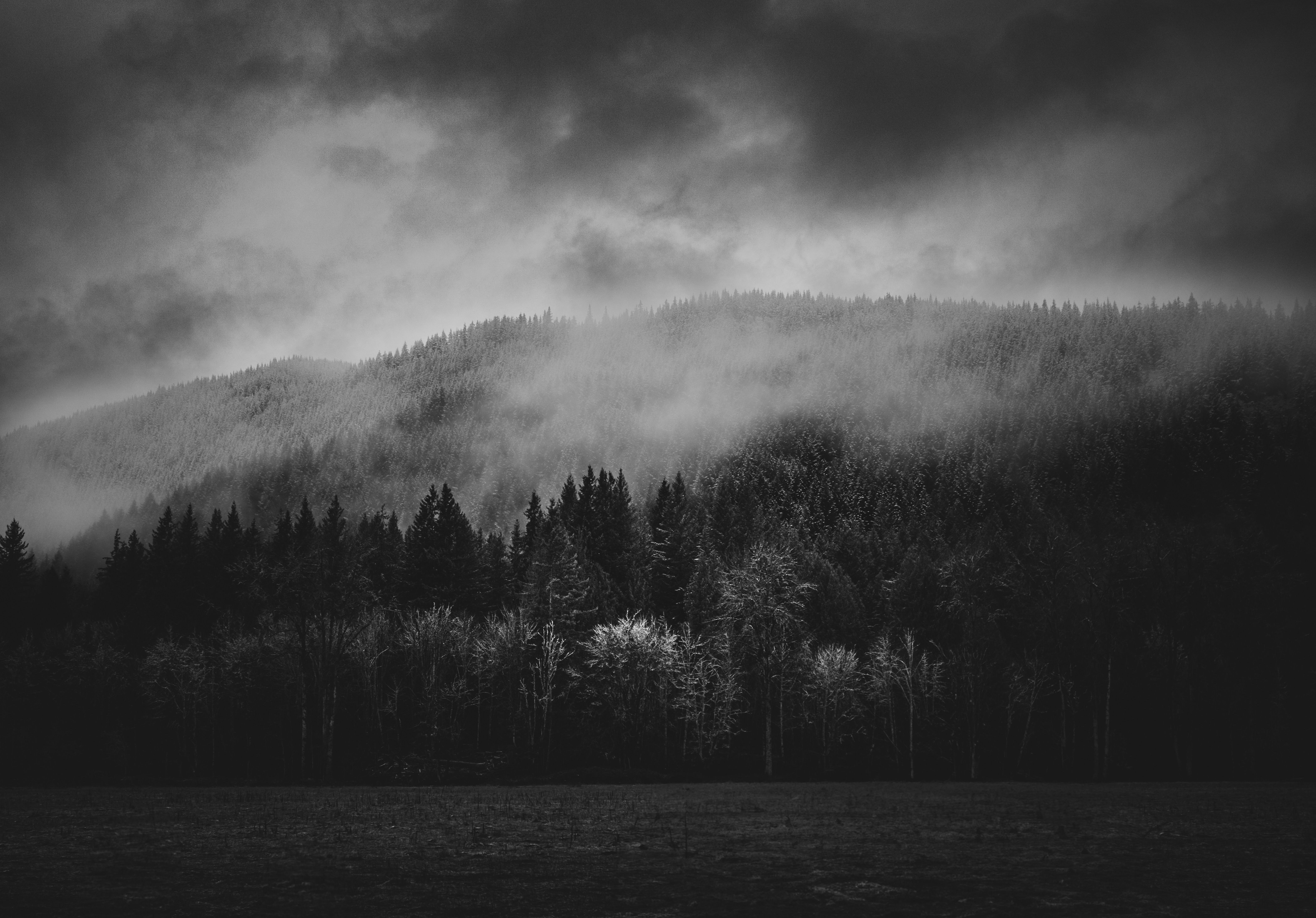 6331x4418 Moody Black and White Forest Landscape · Free