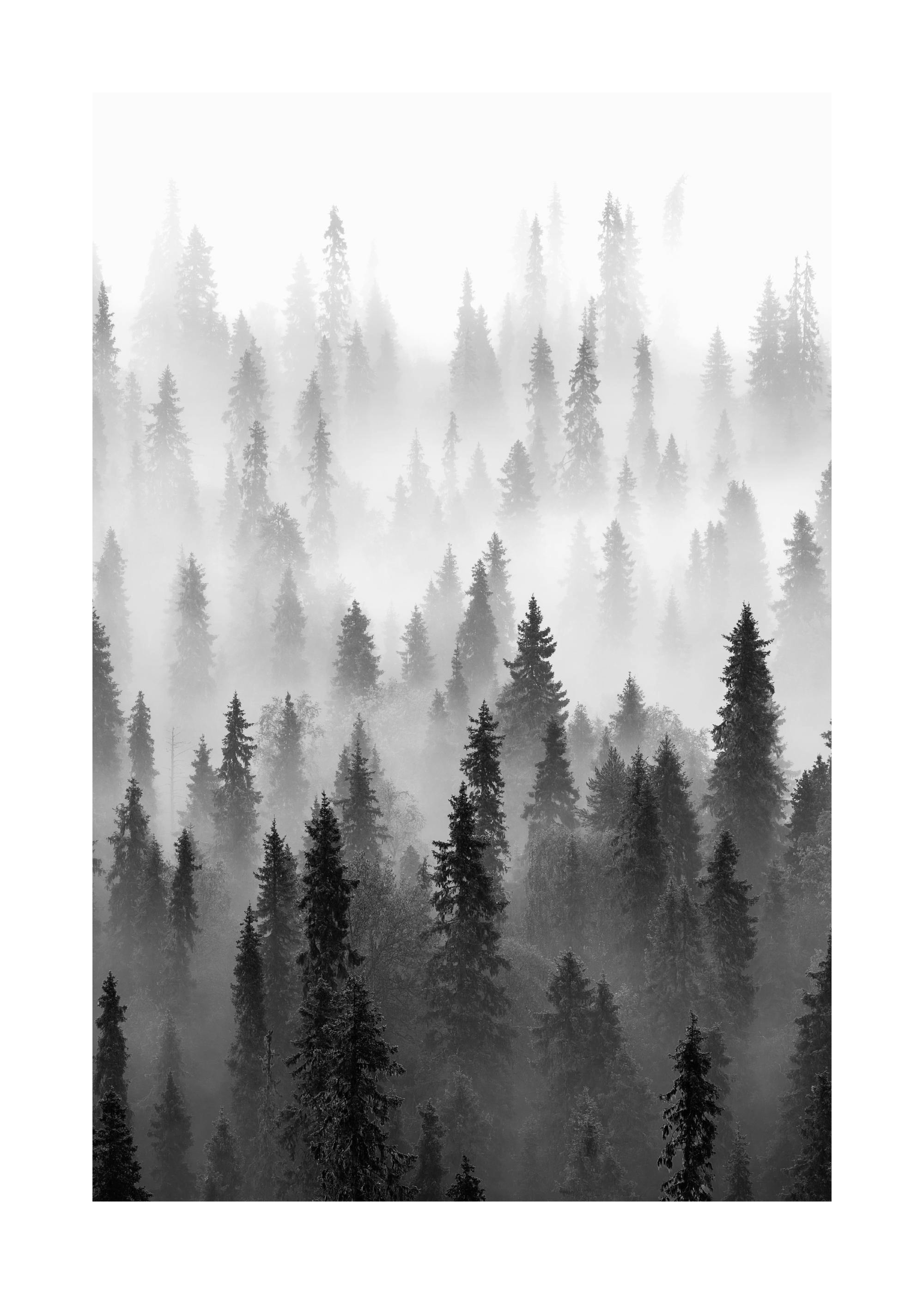 2000x2800 Fog Over Forest Poster 20 x 28 in