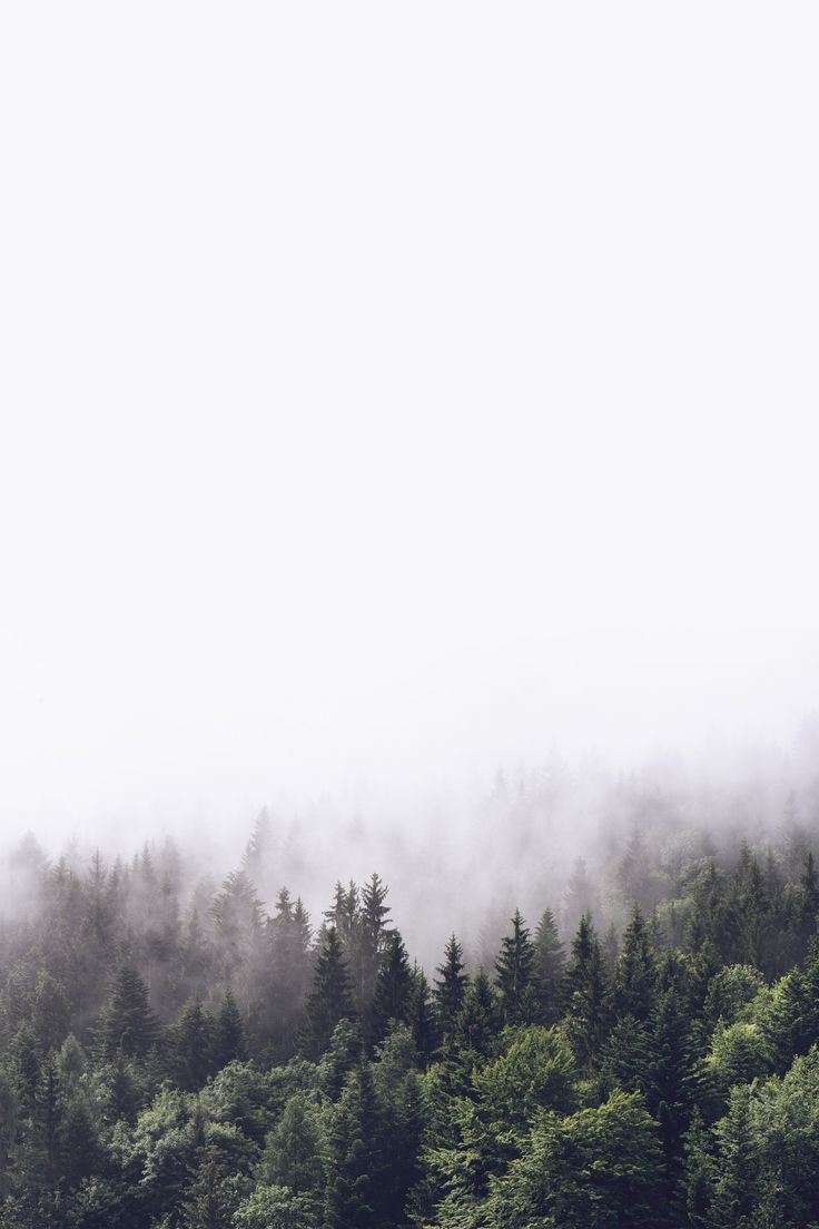 736x1104 Cloudy Forest Black and White wallpaper