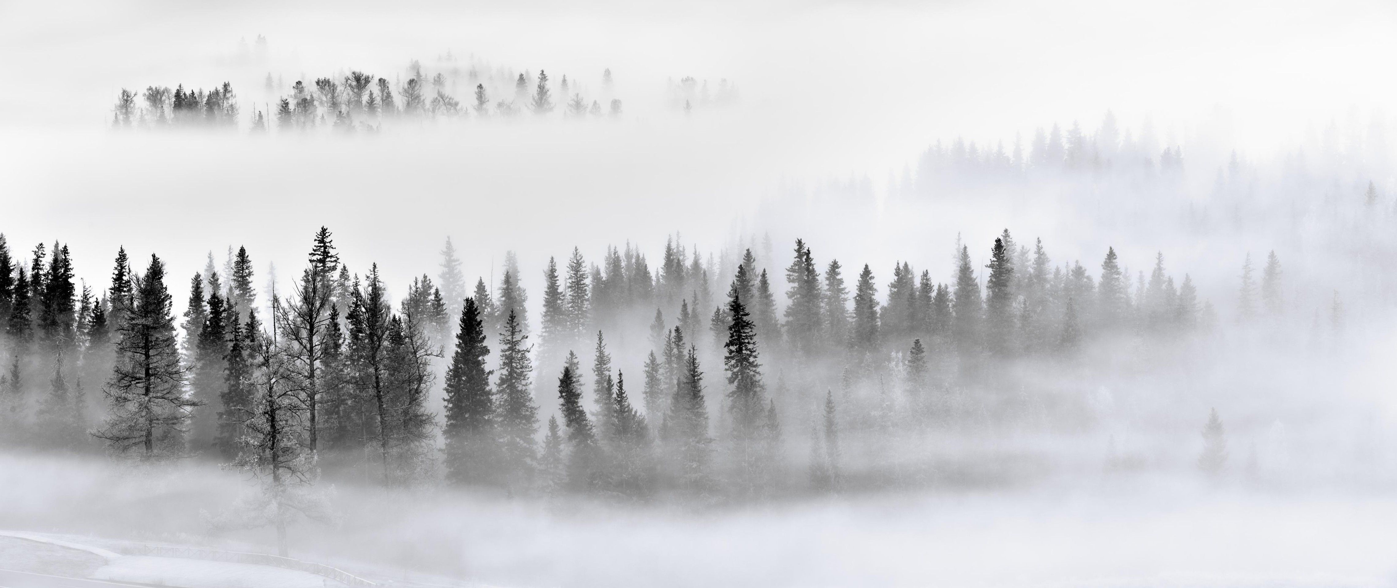 4560x1920 Photo wallpaper Foggy Forest in Black and White from Scandiwall. wallpassion.co.uk