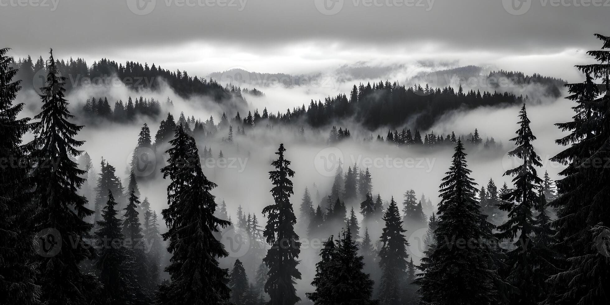 1960x980 A moody black and white landscape features a dense forest of evergreen trees shrouded in thick mist and fog