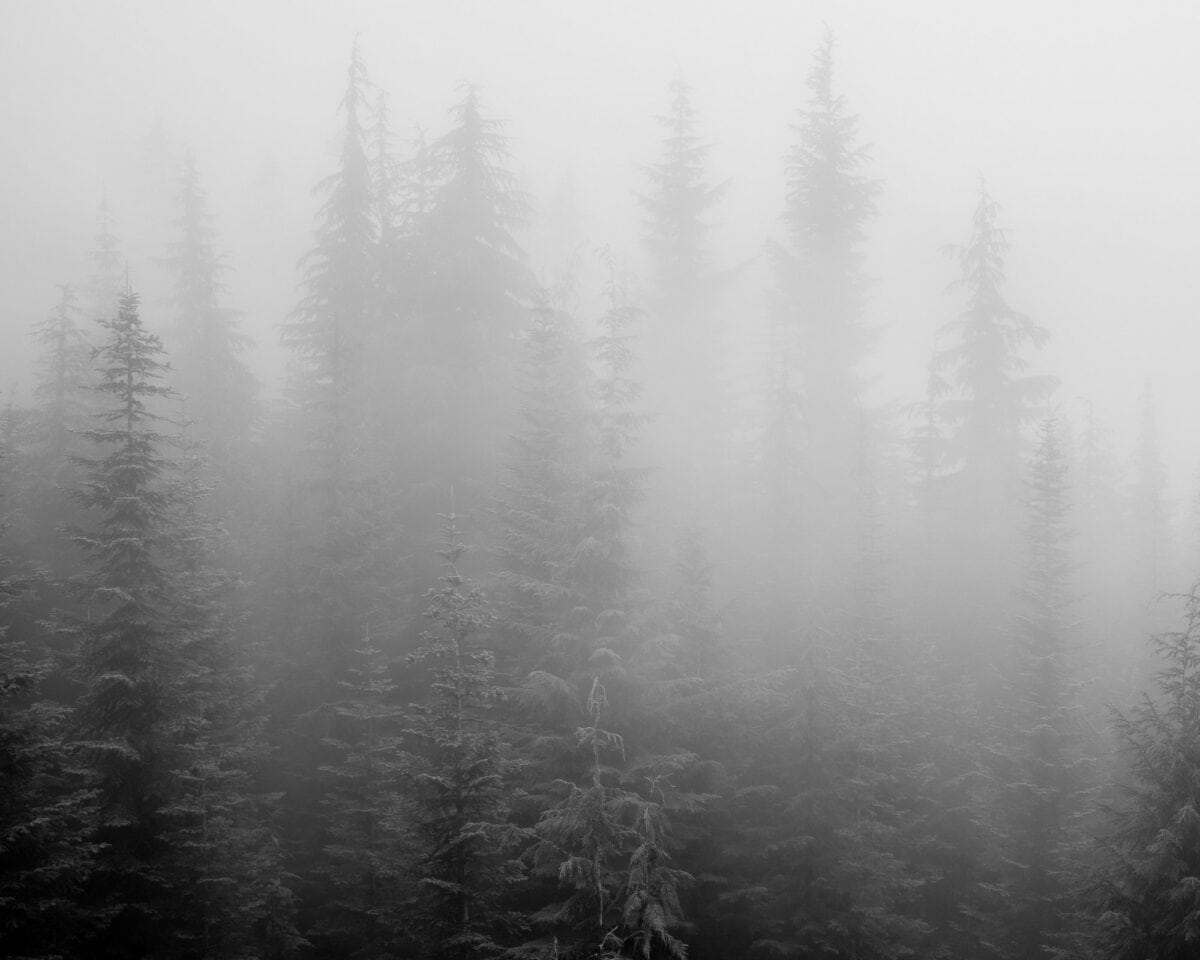1200x960 Photographing the Foggy Forest, Greenwater, Washington, 2022
