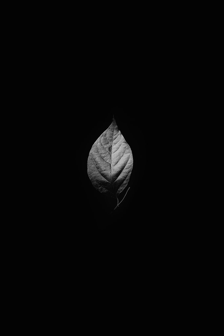 728x1092 HD wallpaper: leaf, monochrome, lonely, Nature, copy space, black background