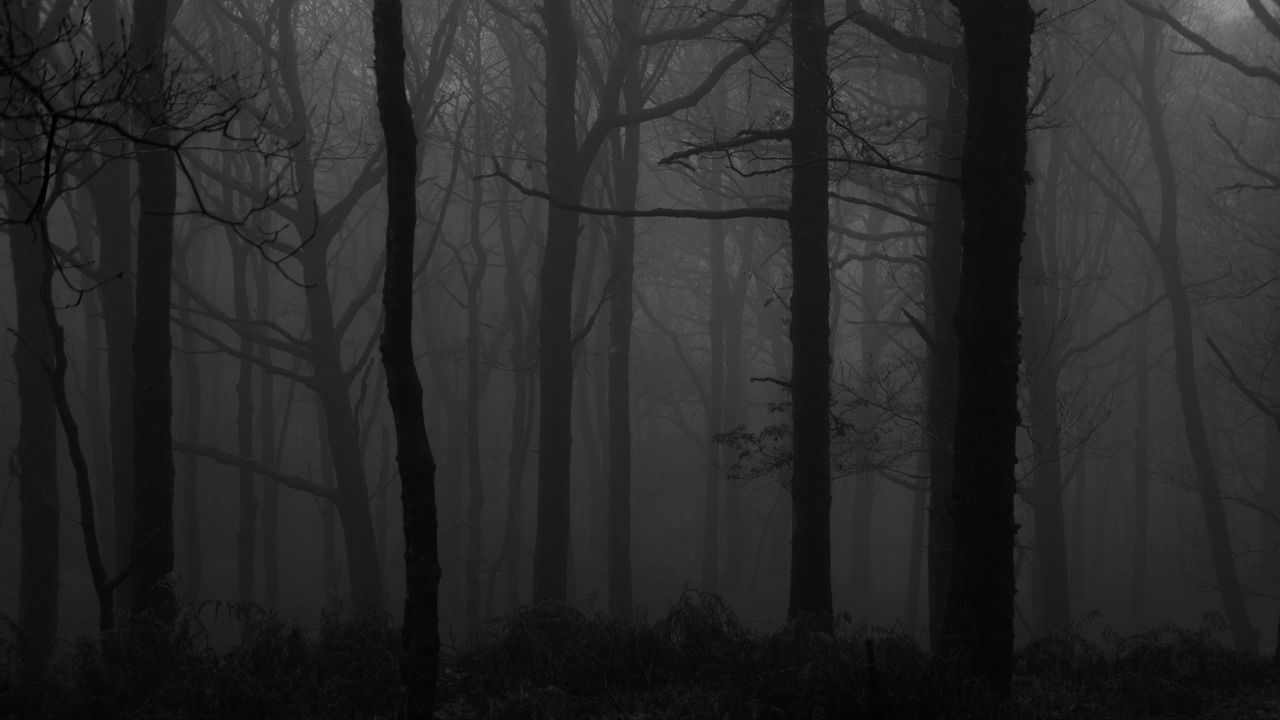 1280x720 Download wallpaper 1280x720 forest, fog, bw, trees, dark hd, hdv, 720p HD background