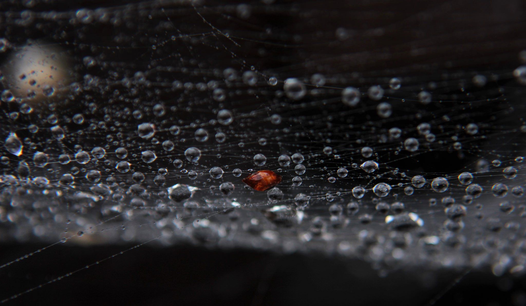 2048x1193 web, Drops, Dew, Black, Background, Close up Wallpaper HD / Desktop and Mobile Background