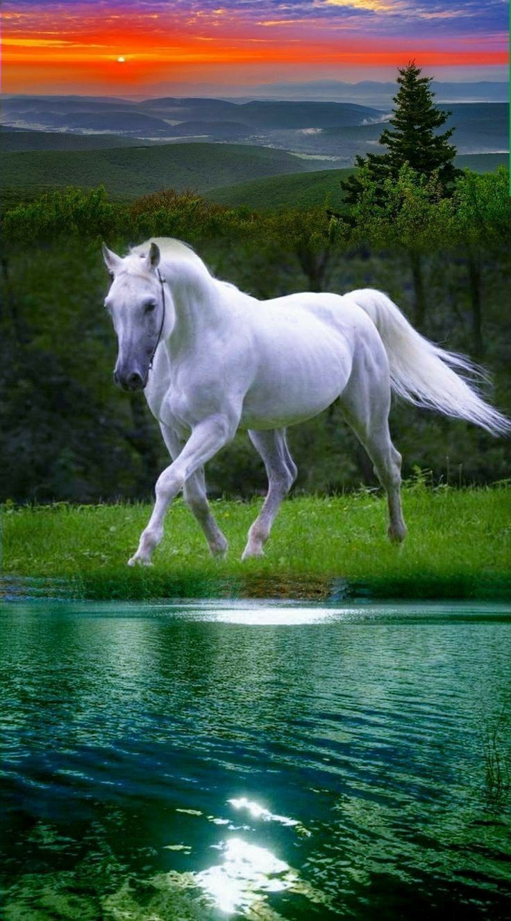 736x1324 White Horse Running Across Lush Green Field at Sunset. World most beautiful place, Beautiful horse picture, Beautiful arabian horses