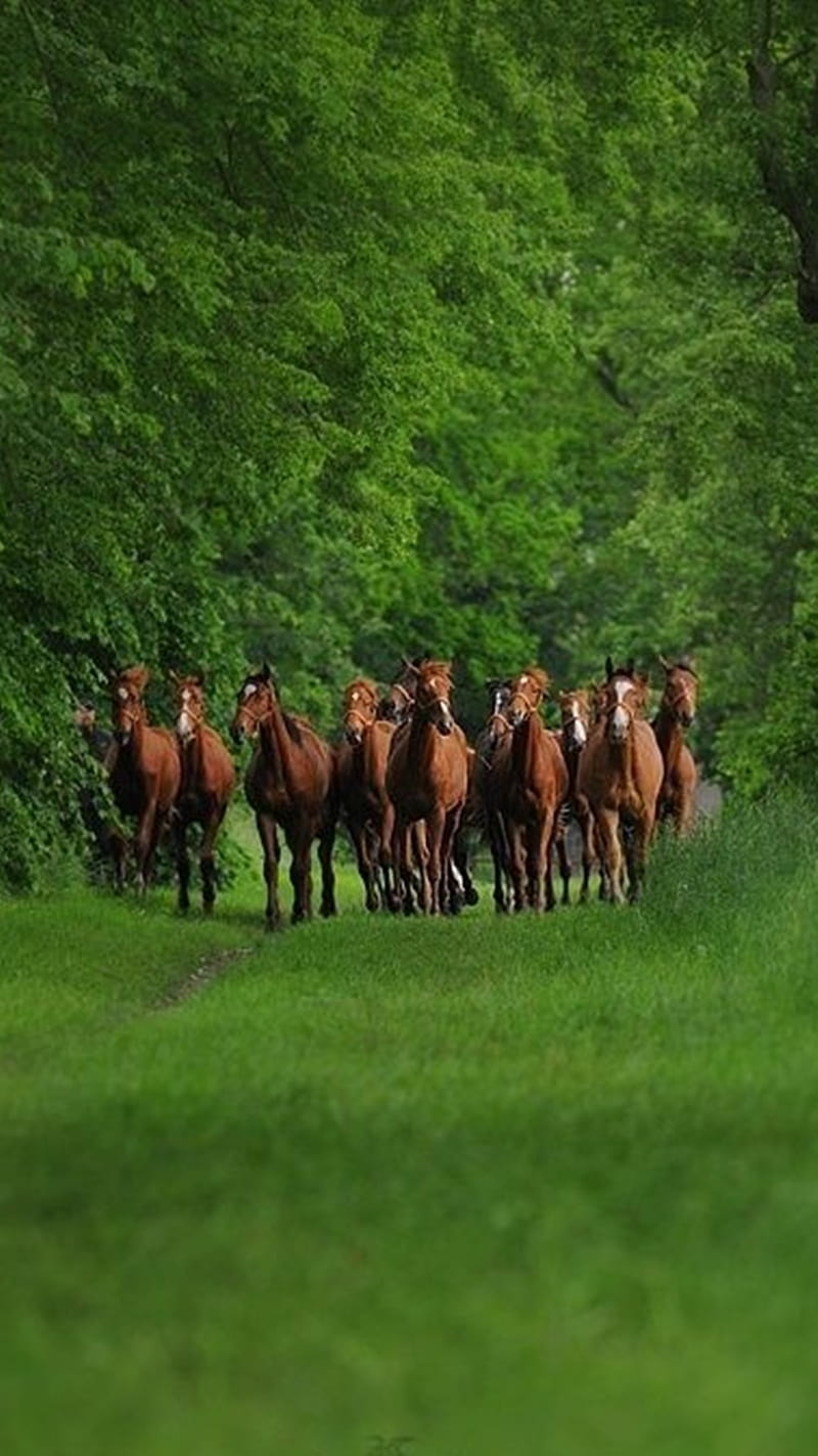 800x1423 Nature Horses, HD phone wallpaper