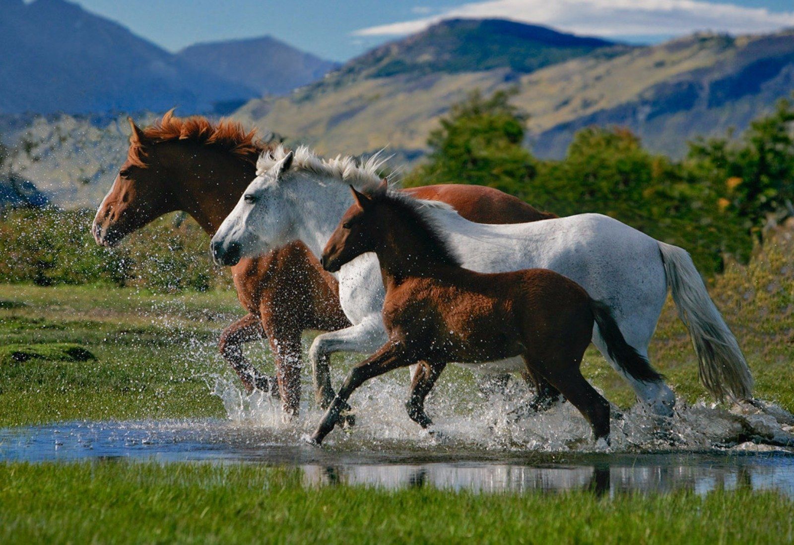 1600x1100 Majestic Horses Running: An HD Wallpaper of Nature's Gracex1100