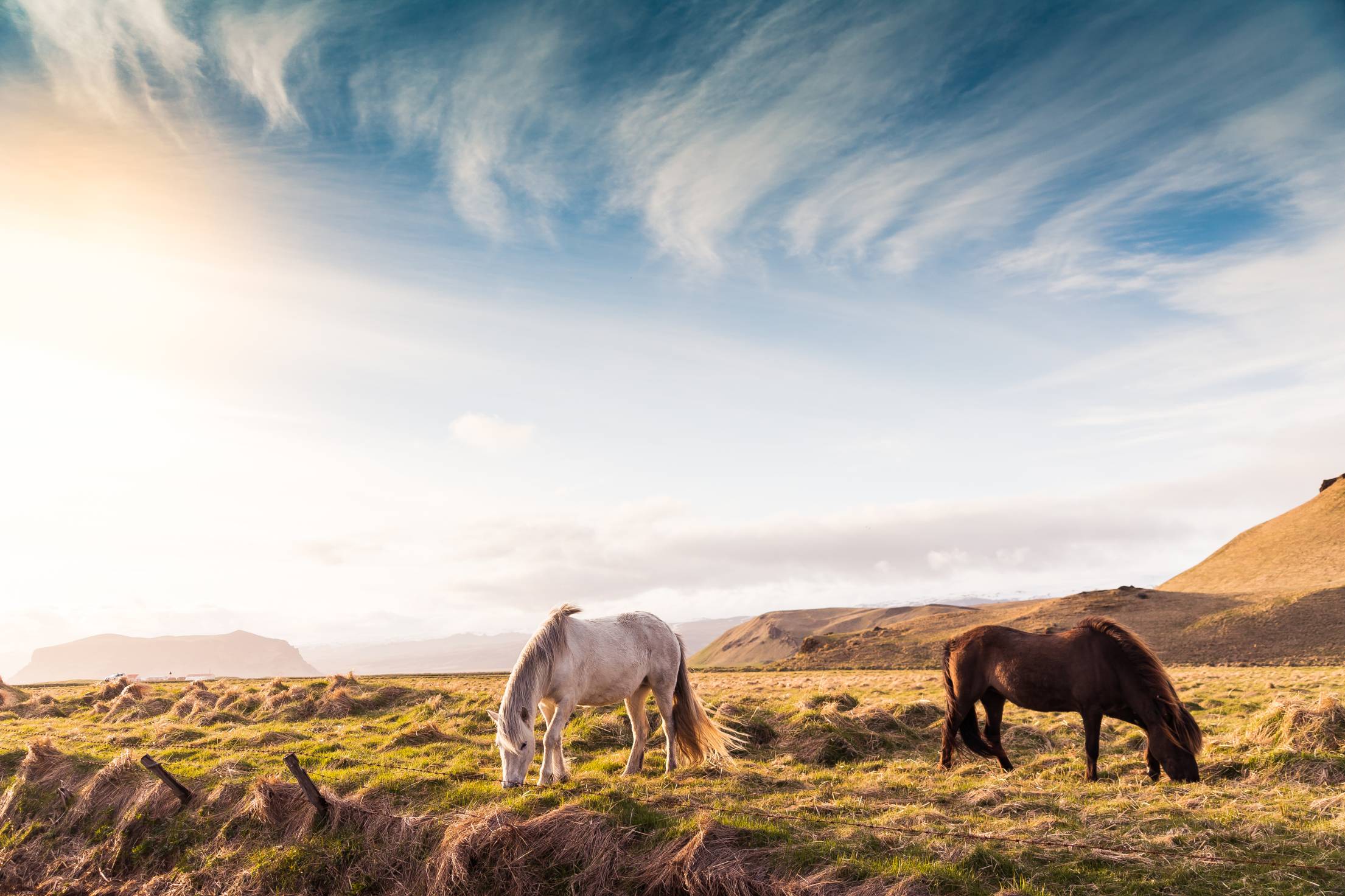 2210x1473 Beautiful Horses on Iceland. Free Nature Image