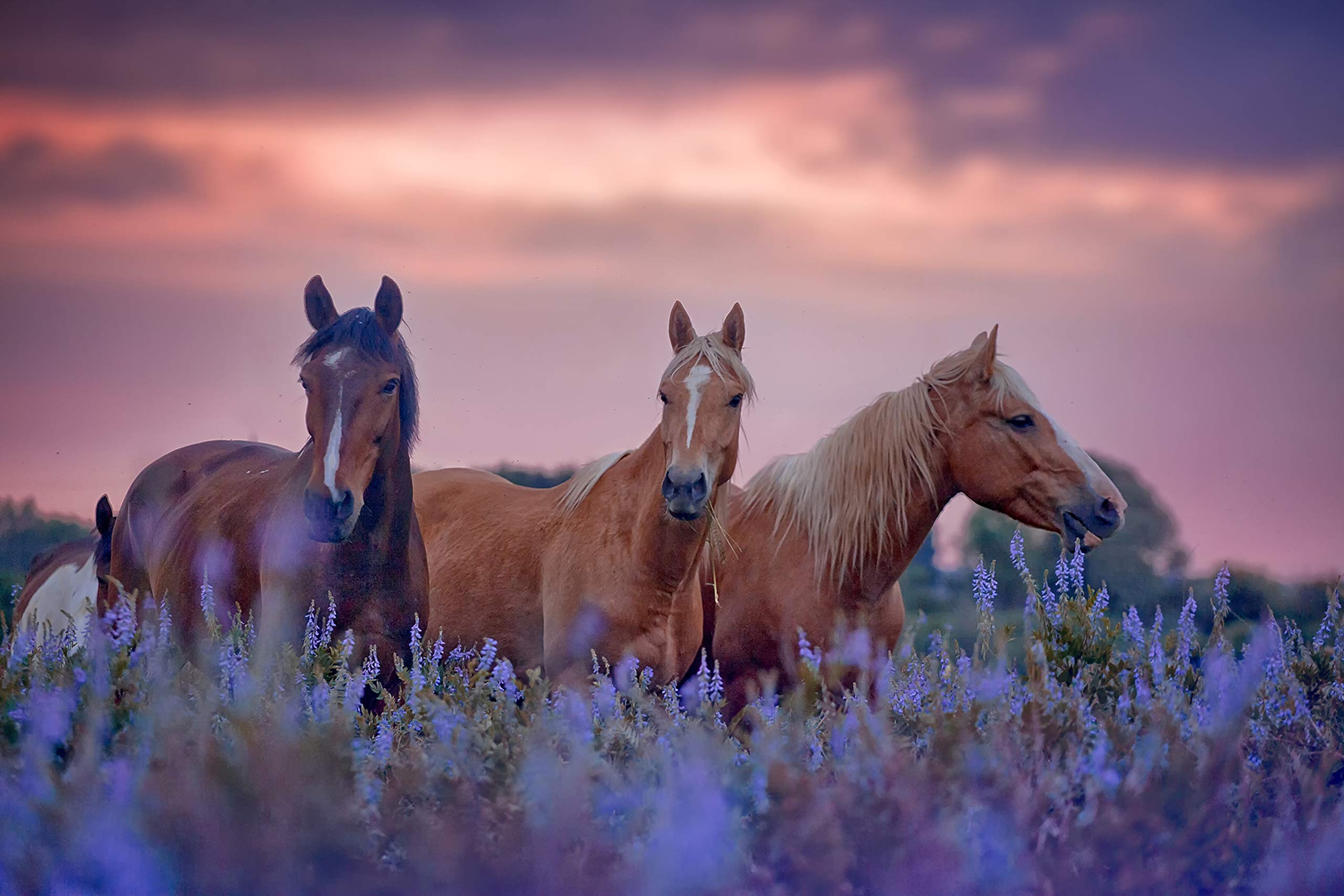 2560x1707 Non Woven Photo Wallpaper 250 X 186 Cm Horse (PF4153) Animals Horses Wild Horse Landscape Nature Mountains Wall Sticker Poster Decoration : Amazon.de: DIY & Tools