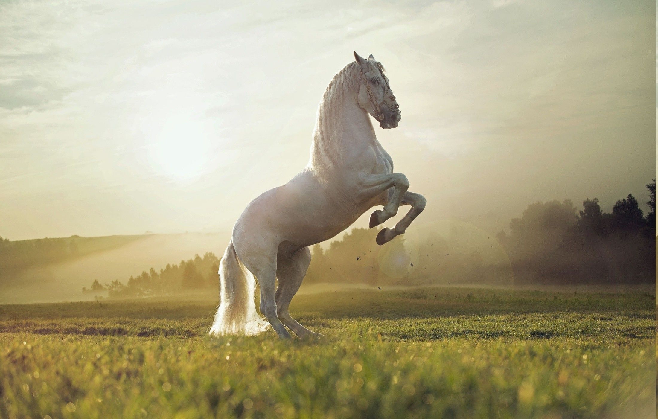 2200x1401 nature, Horse, Animals Wallpaper HD / Desktop and Mobile Background