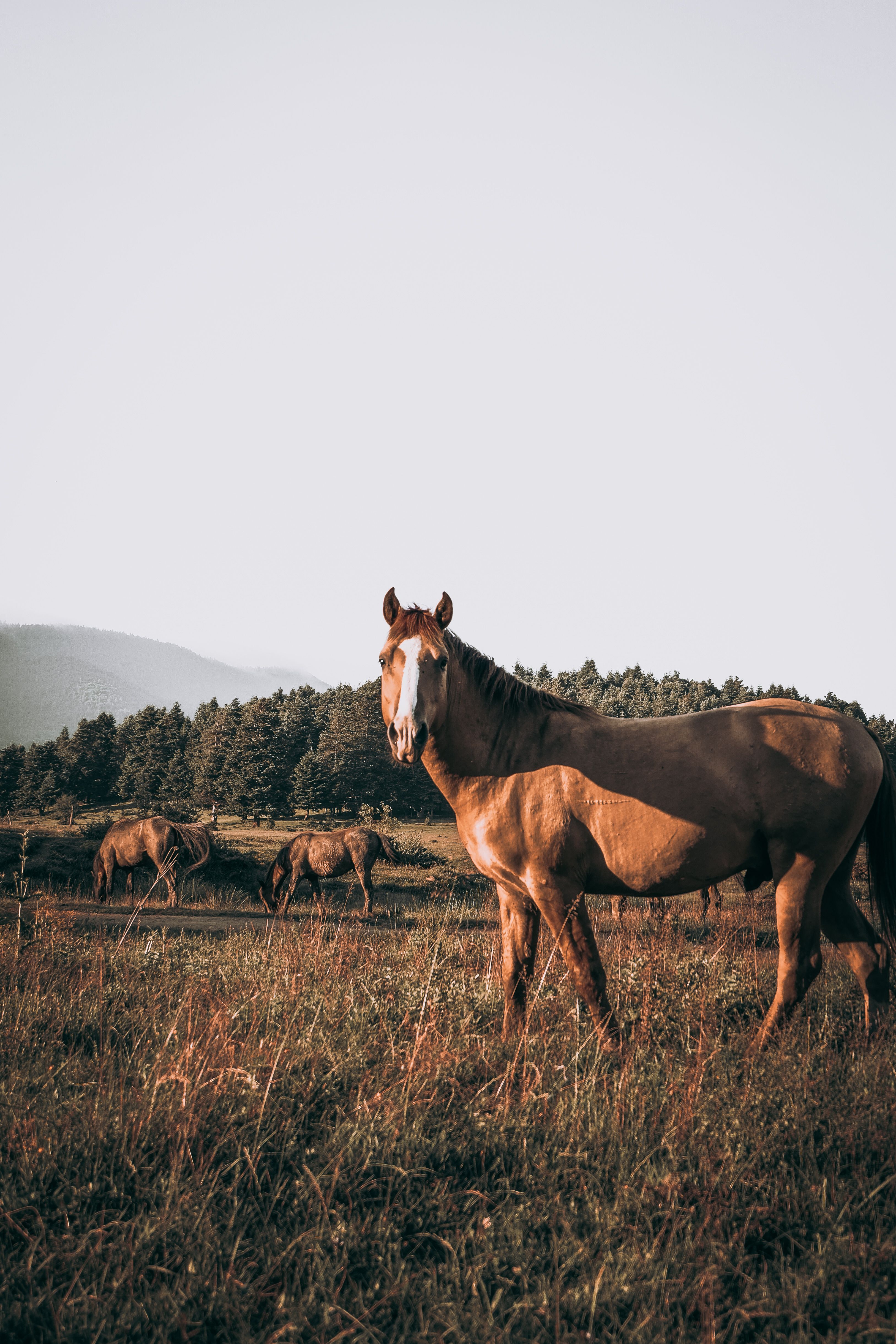 3255x4883 Horse In Nature Photo, Download The BEST Free Horse In Nature & HD Image